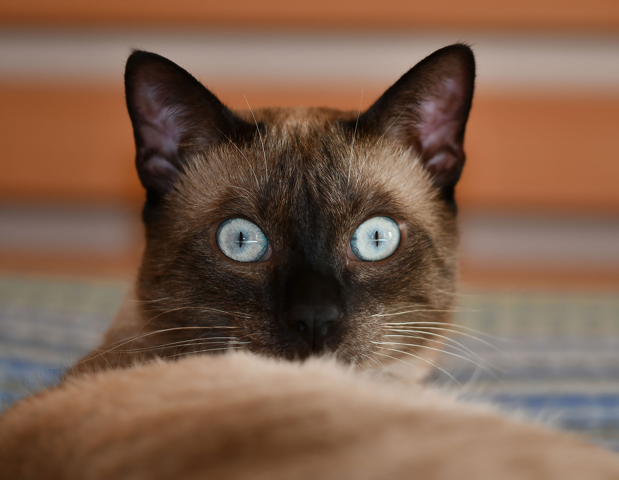 Nuccio in preparazione pisolo...