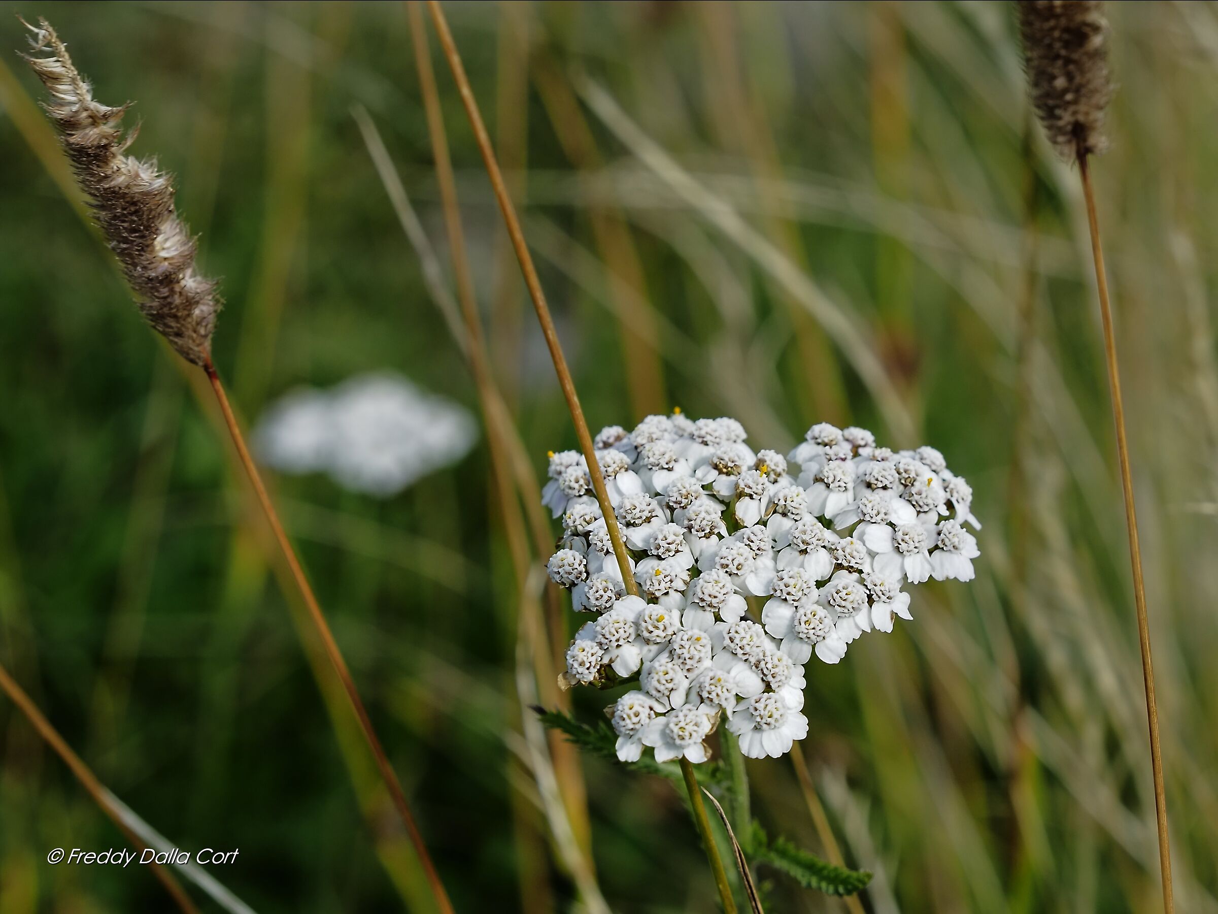 Fiore