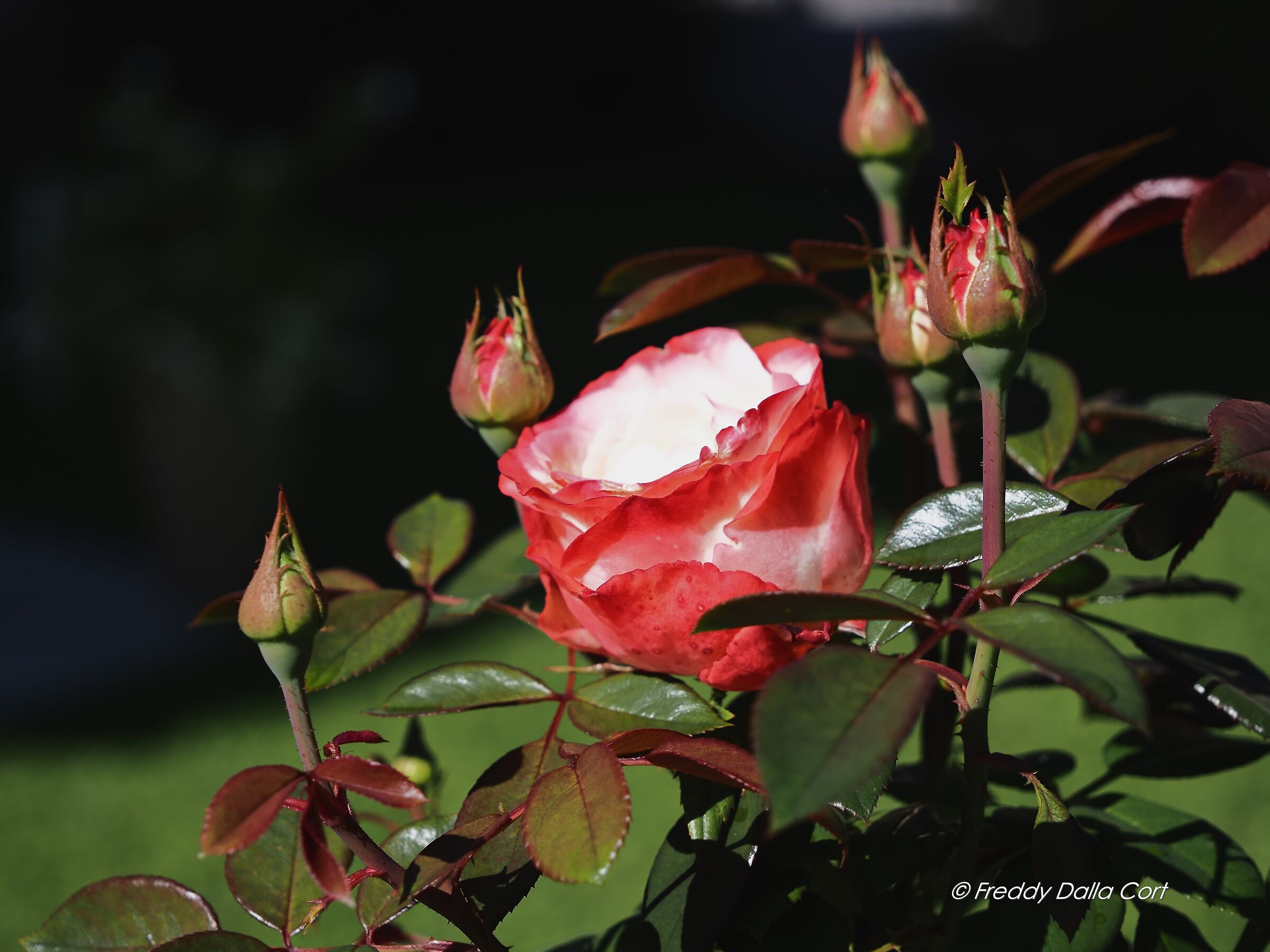 Rosa