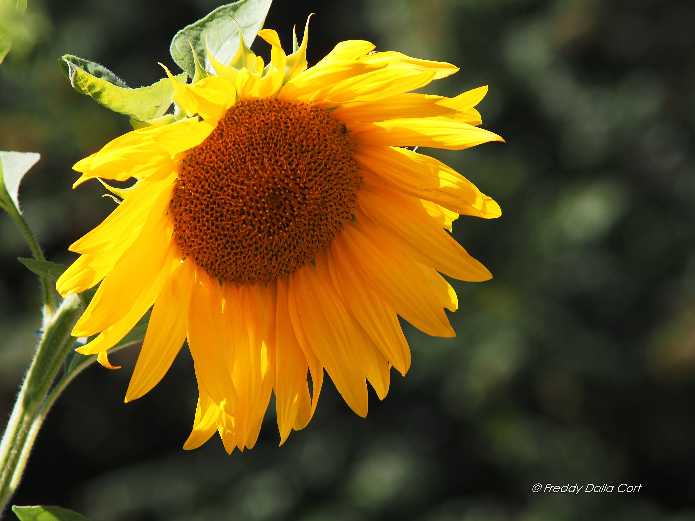 Girasole triste