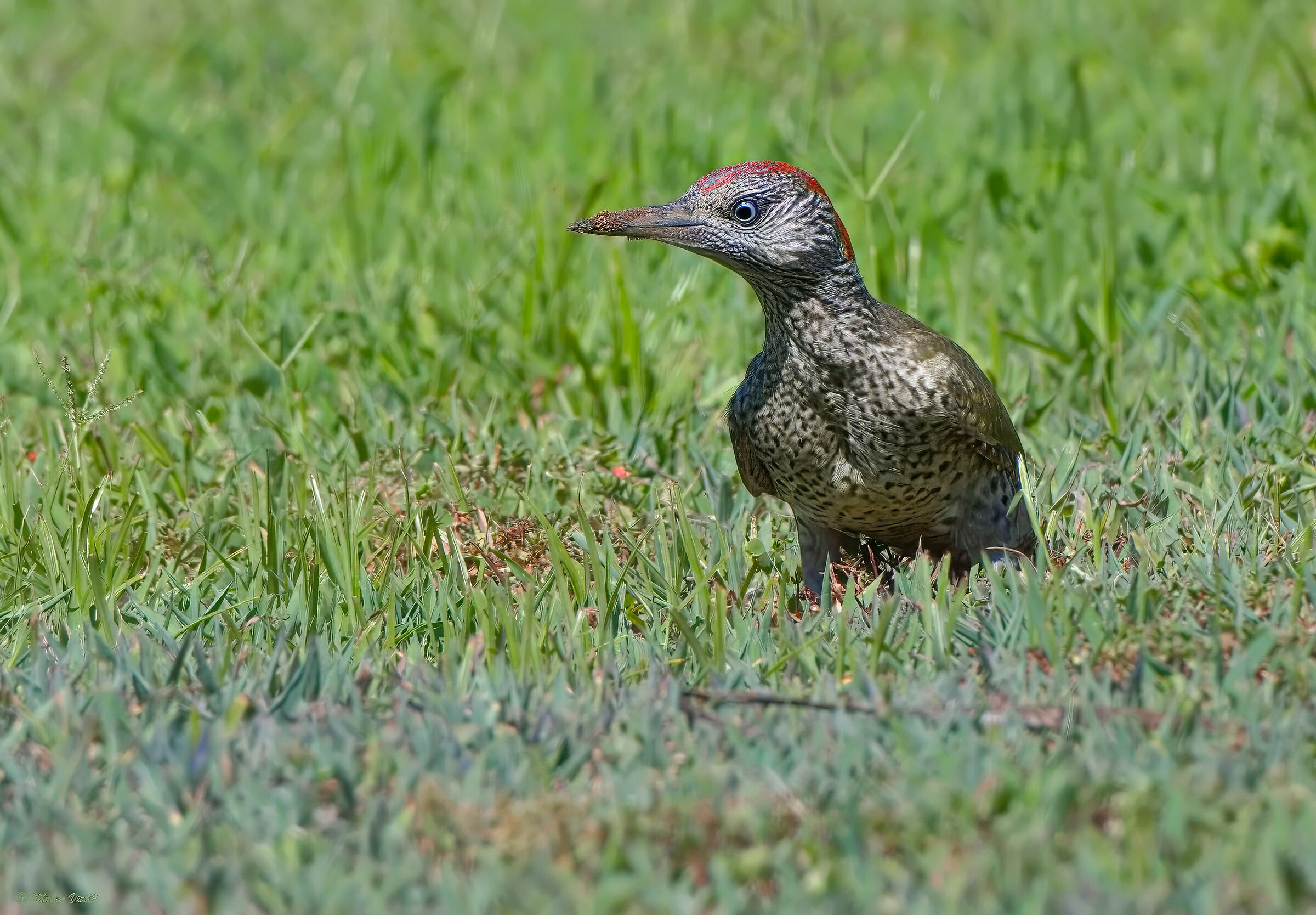 Green woodpecker (picus viridis) Juv.