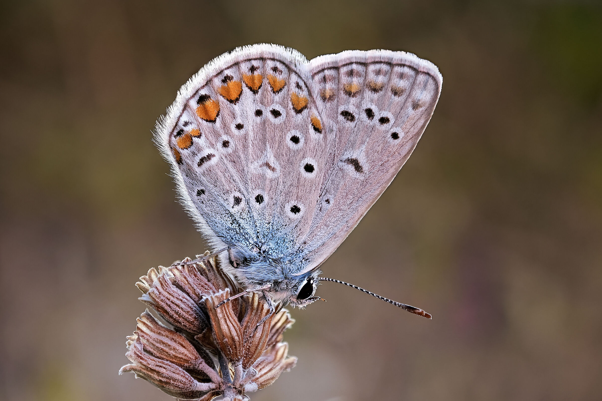 Polyommatus icaro