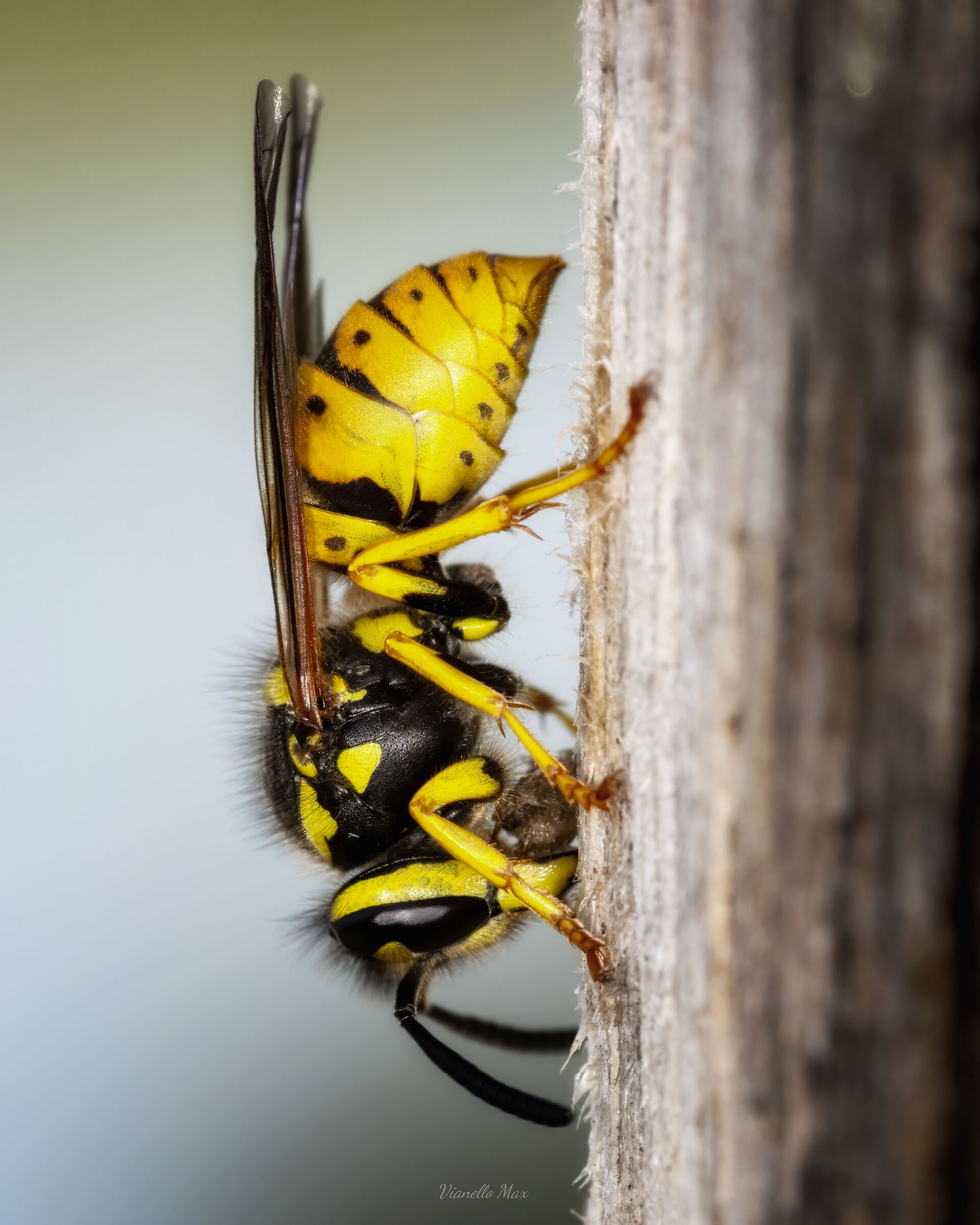 vespula germanica