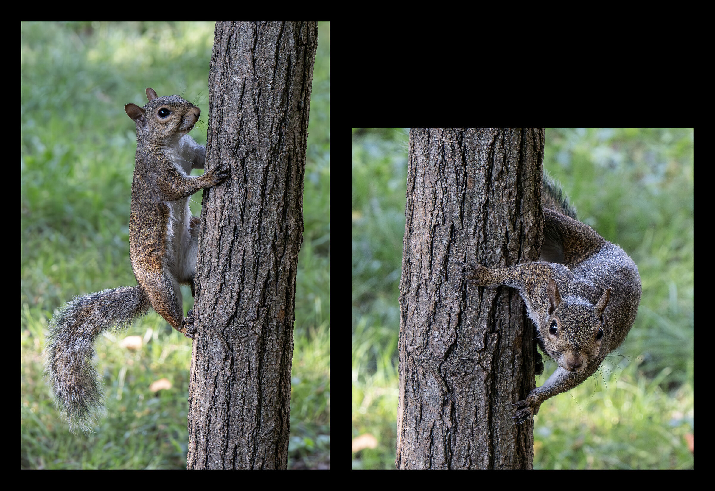 Grey squirrel in Parco Sempione - 26/08/2025 17:47