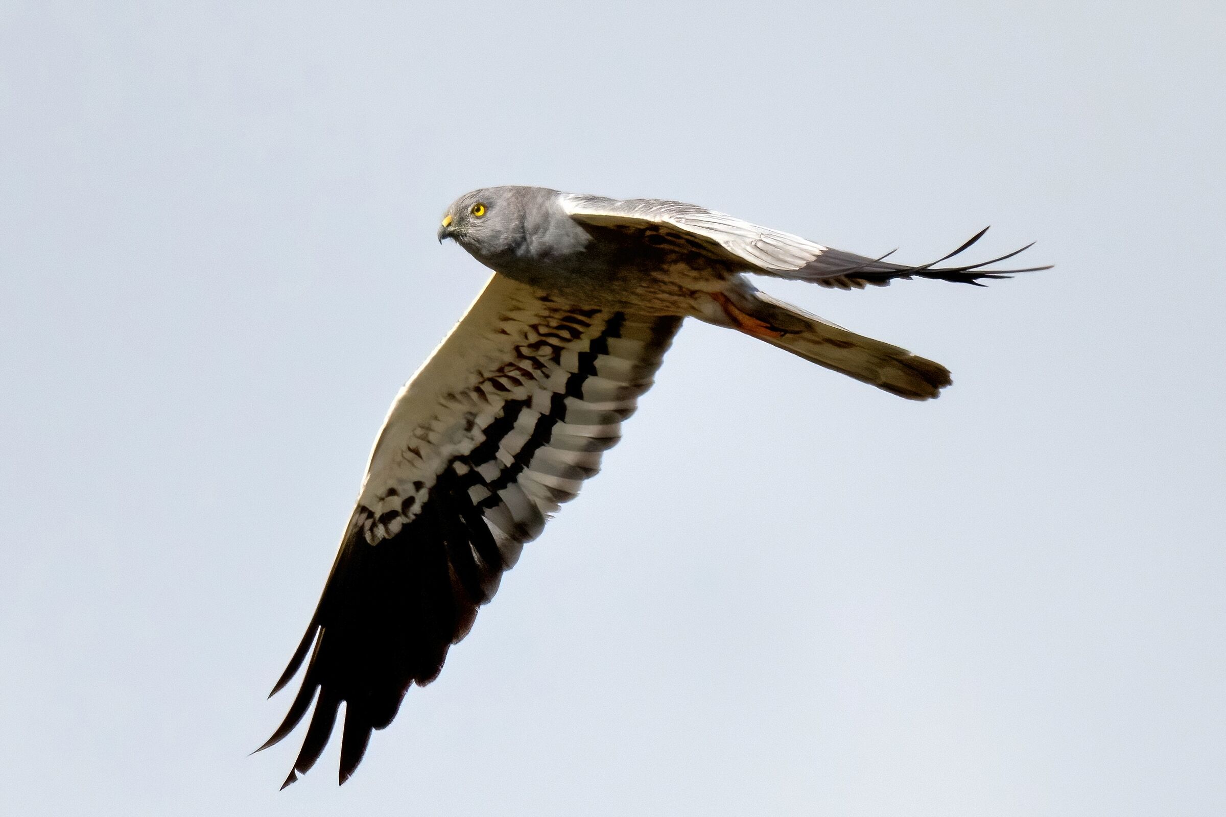 Montagu's Harrier (Circus pygargus) - male
