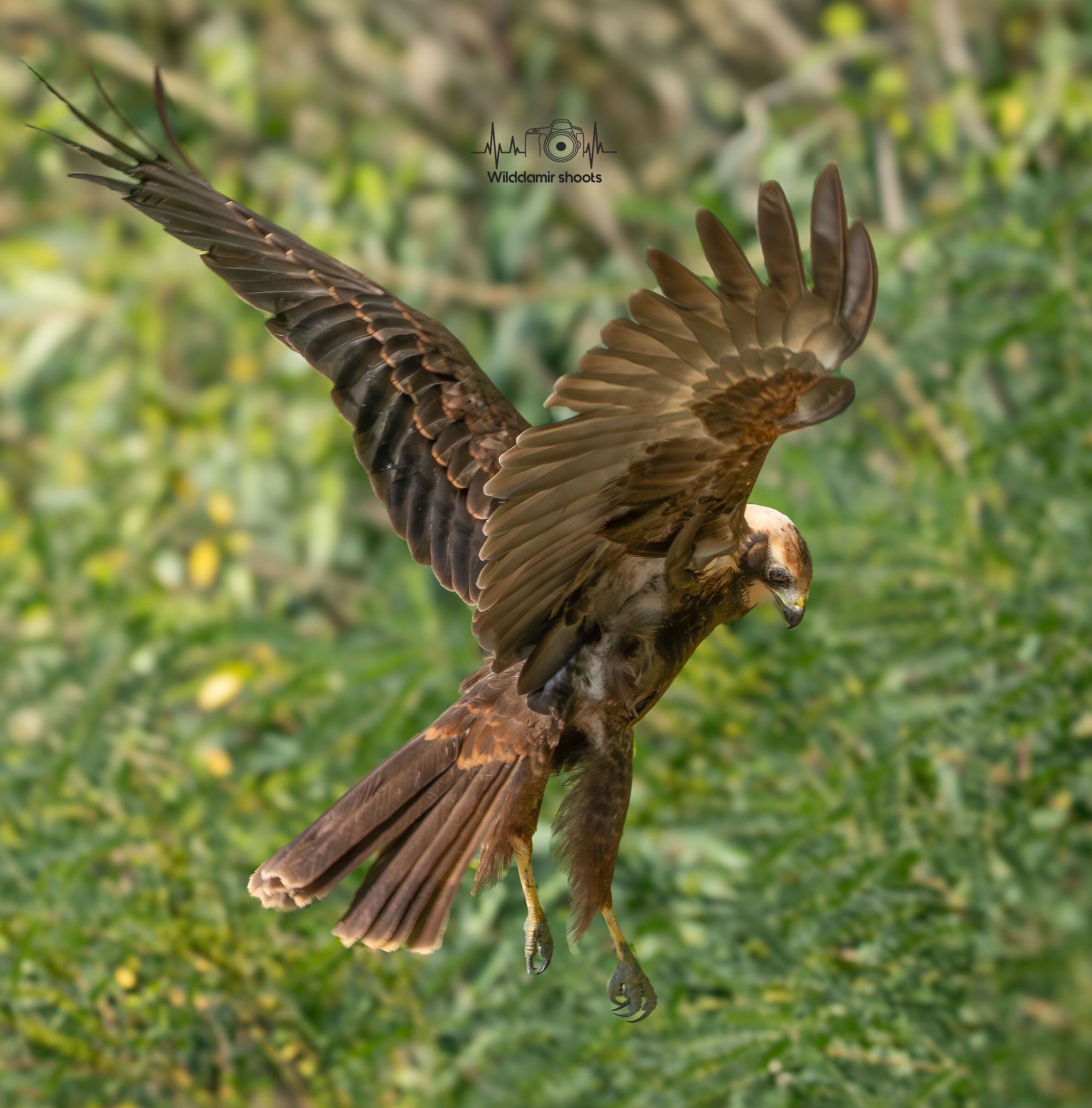 Spirito santo di falco di palude
