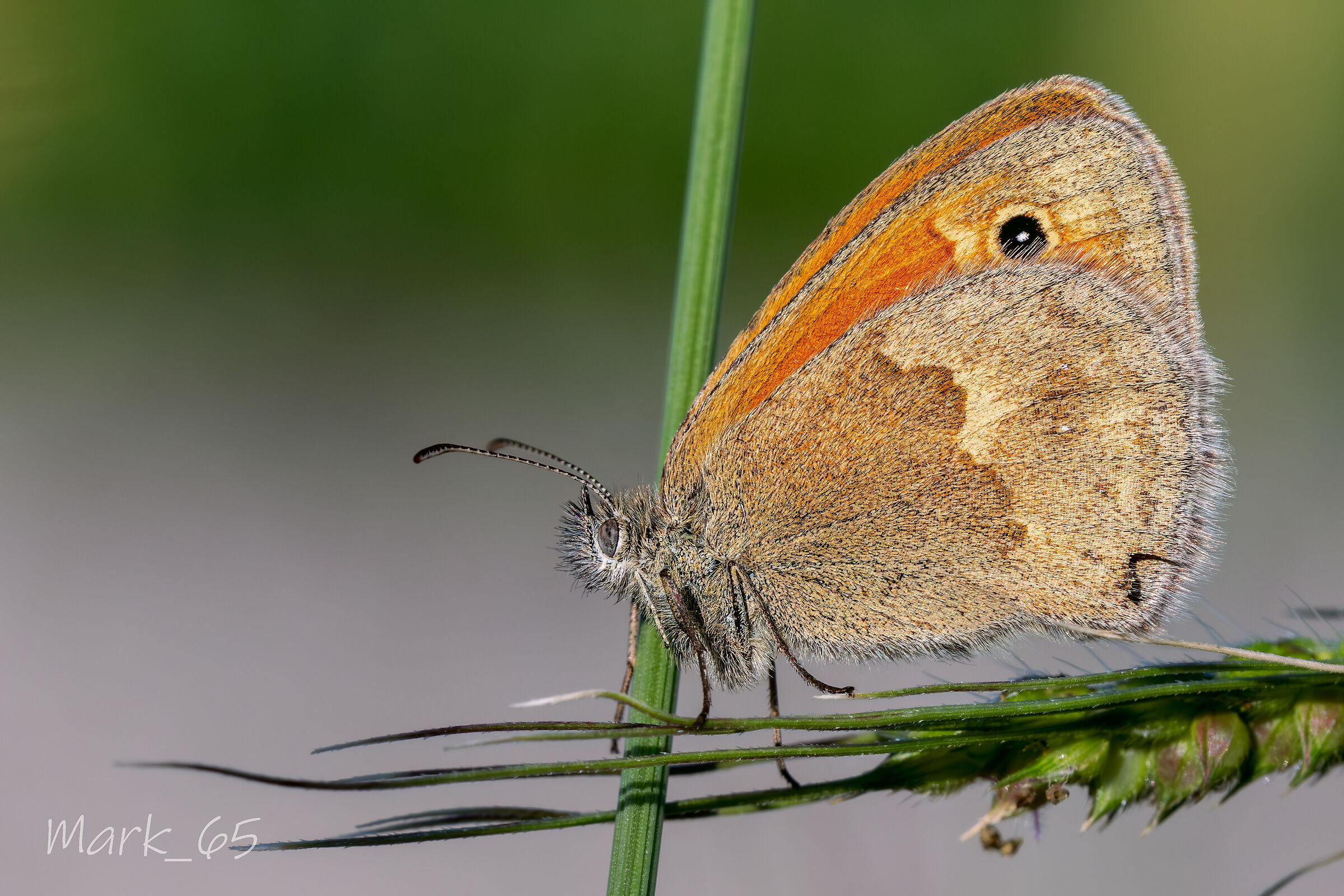 coenonpympha pamphilius