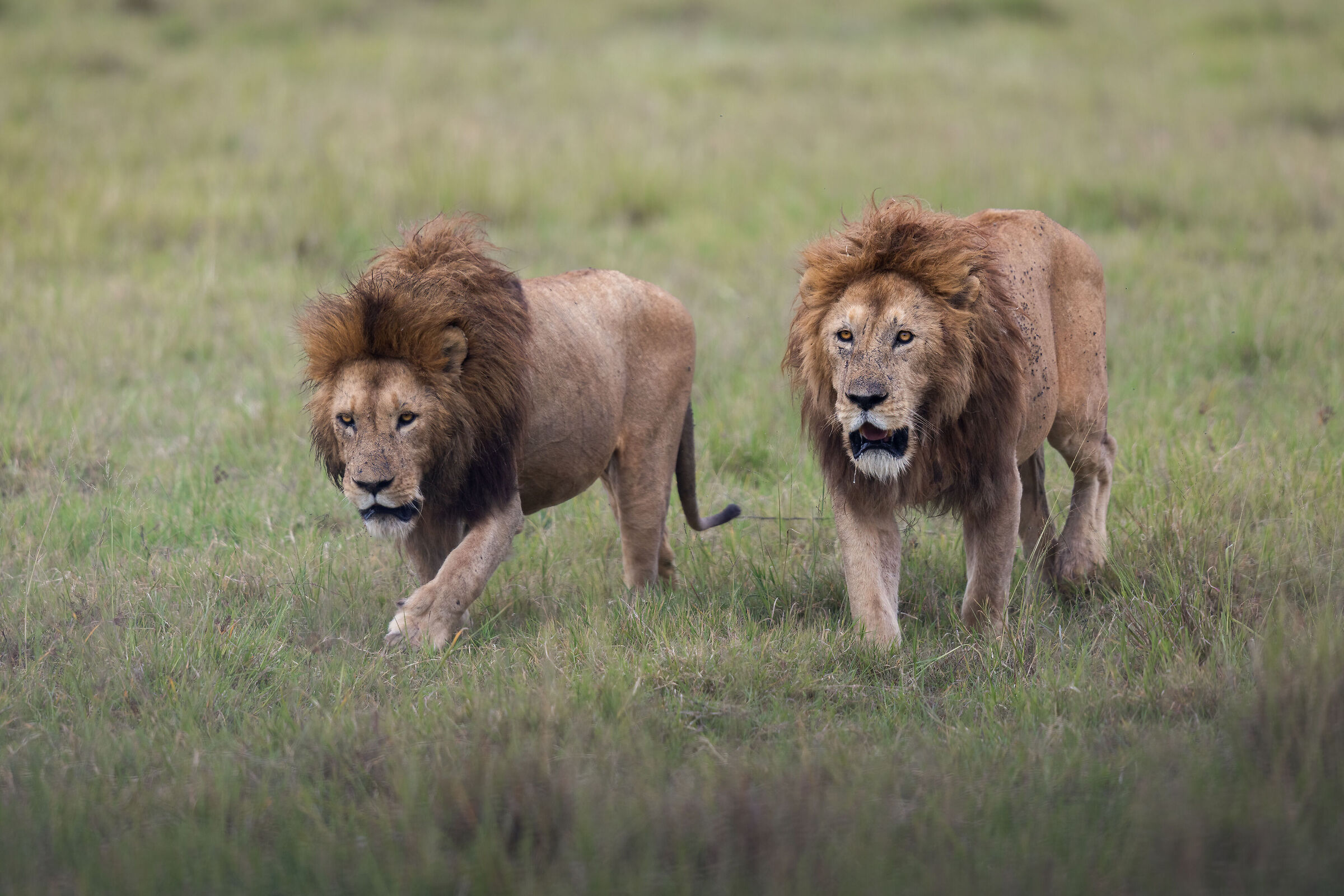 Watch out for those two