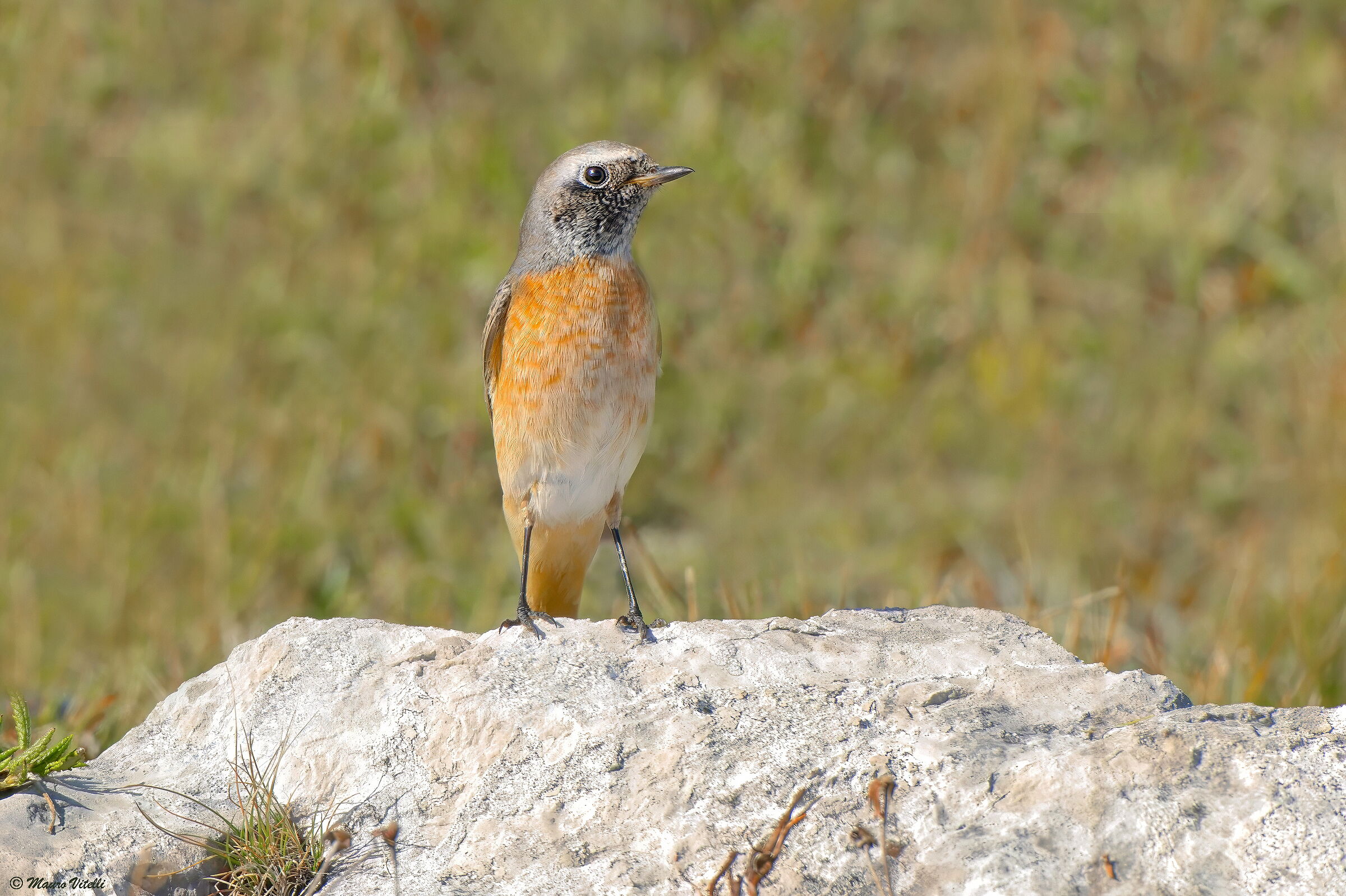 Common Redstart (Phoenicurus phoenicurus)