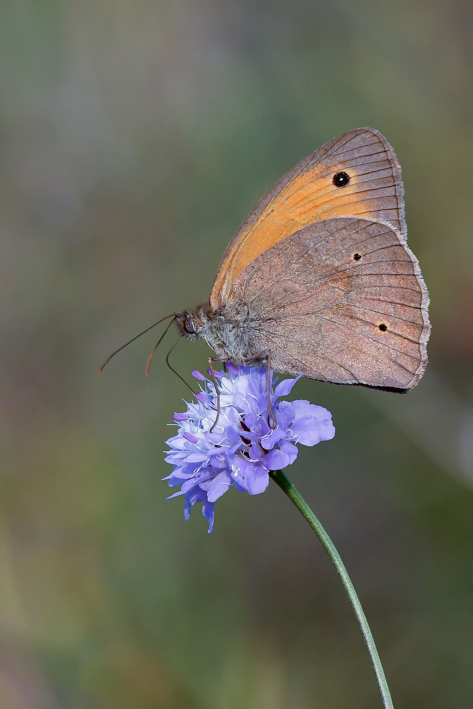 Common Maniola, Maniola jurtina (Linnaeus, 1758)