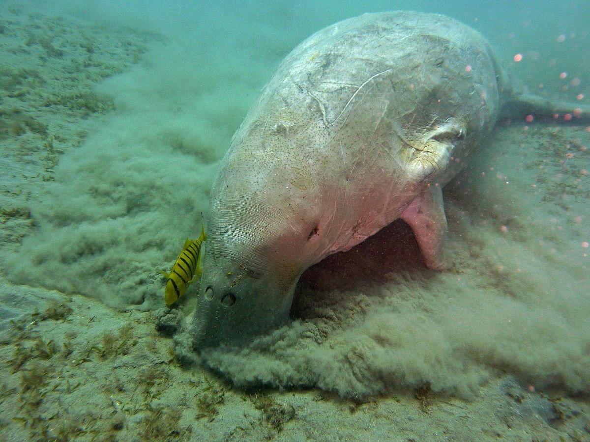 Lunch of the dugong