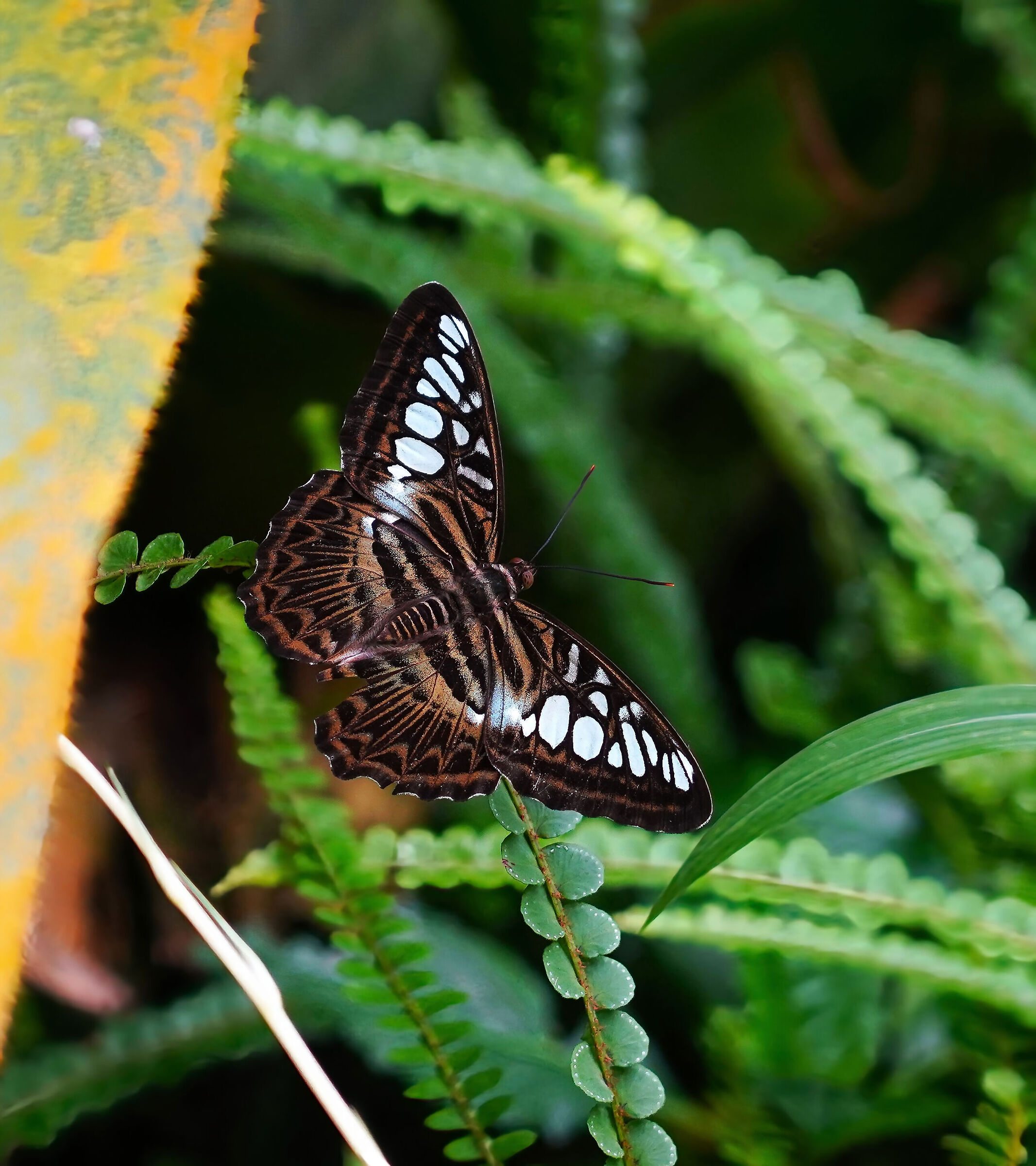 Papiliorama  (Kerzers) Svizzera