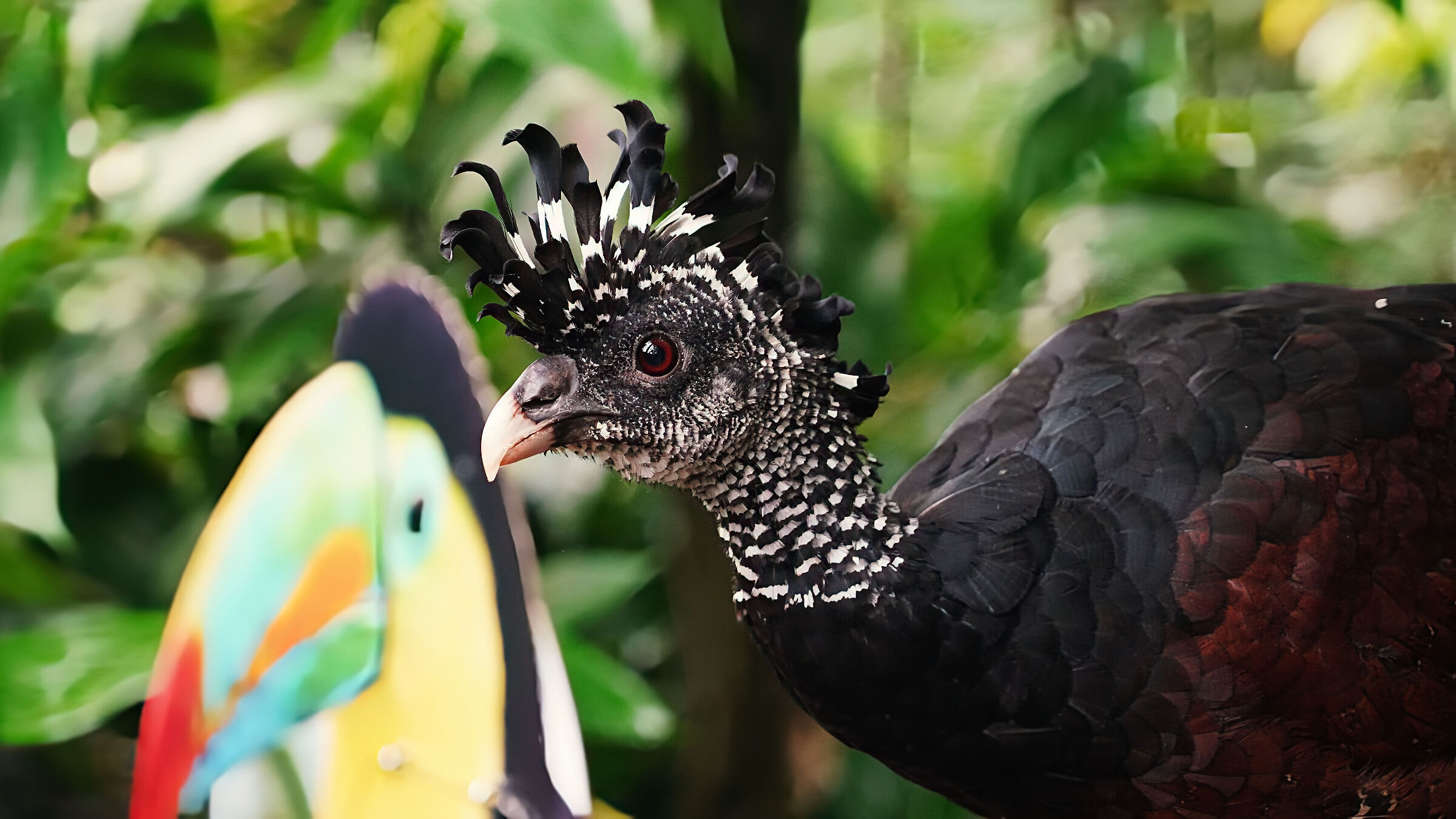 Papiliorama