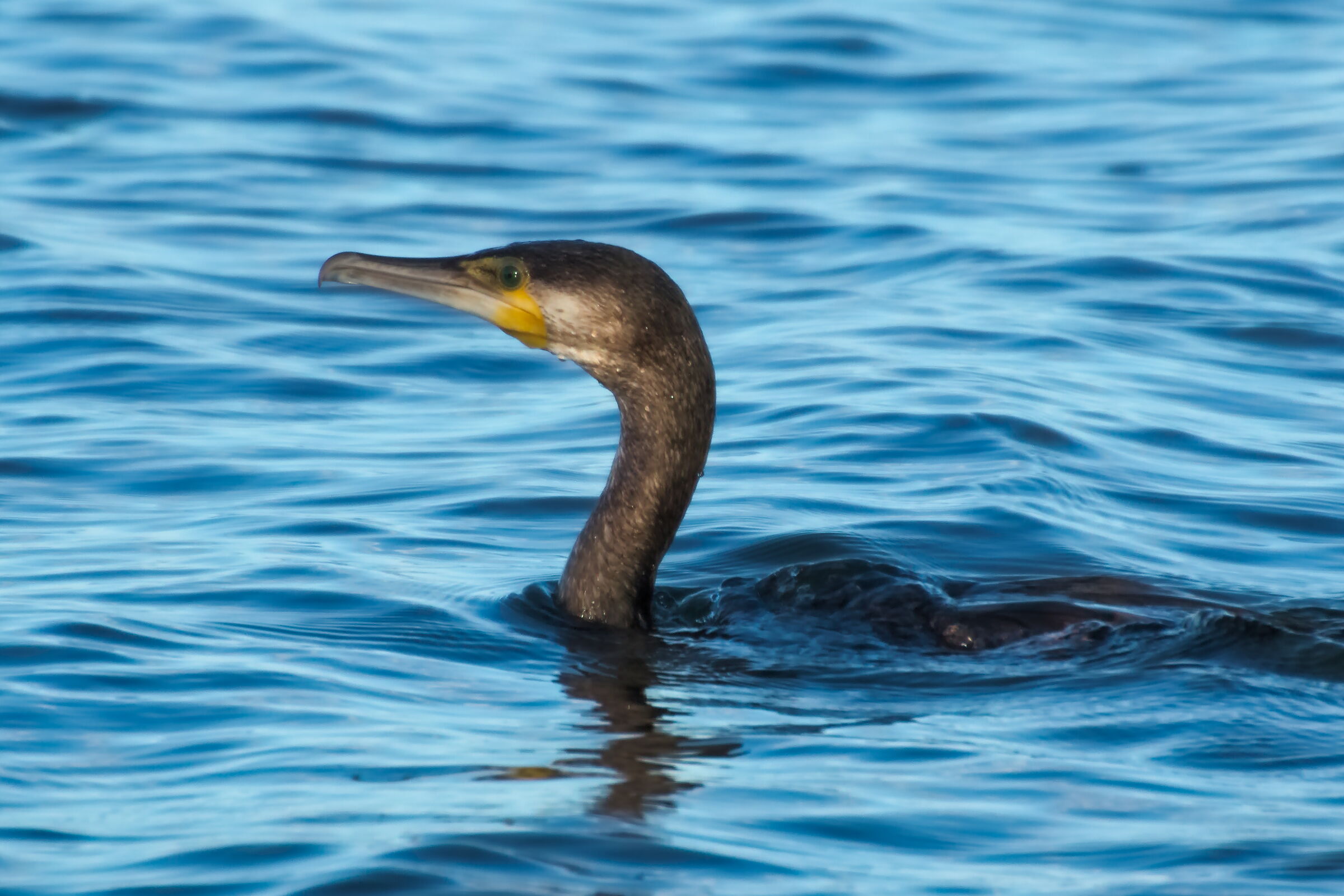 Cormorant