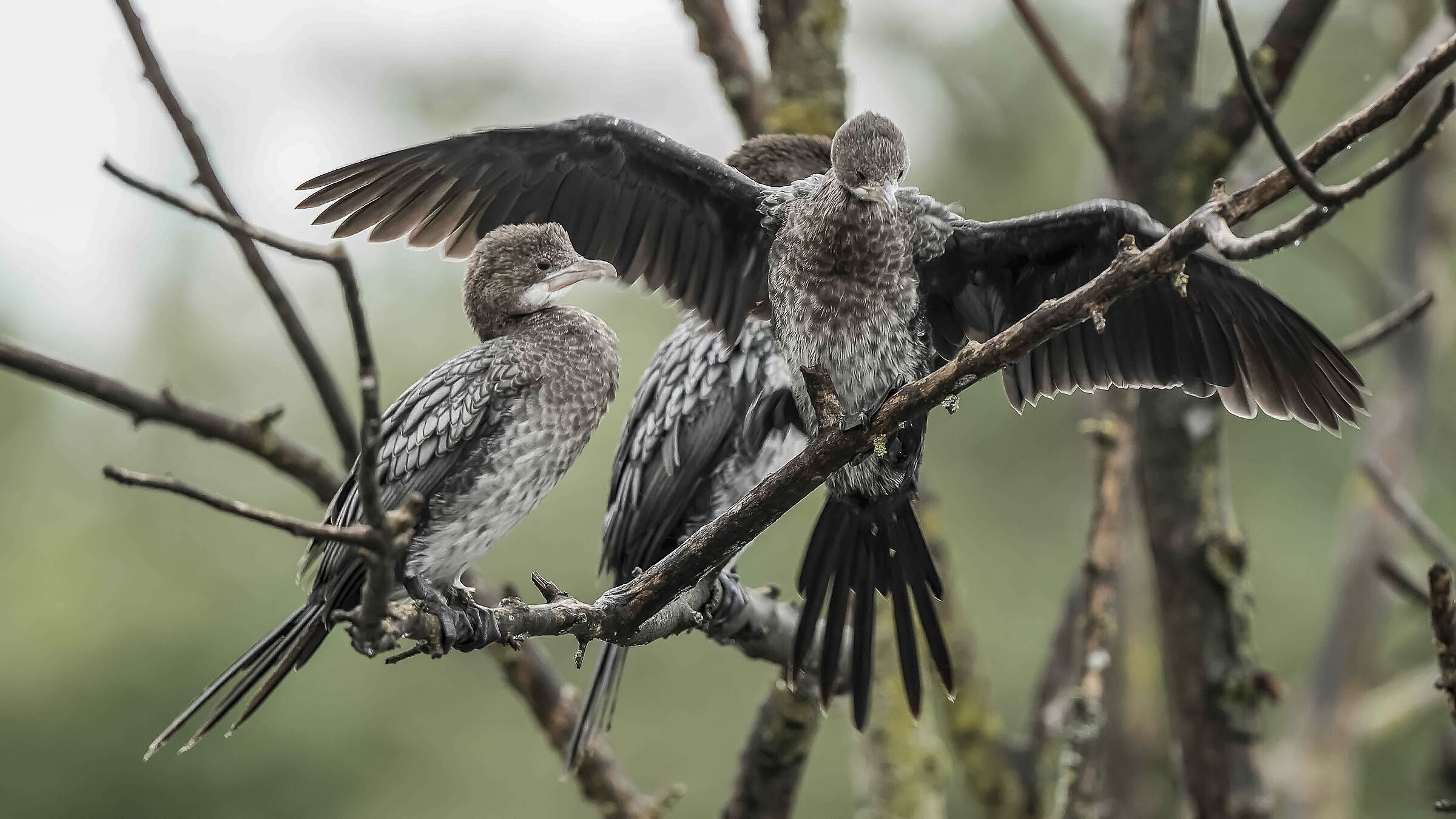 Dopo la pioggia Marangoni !!