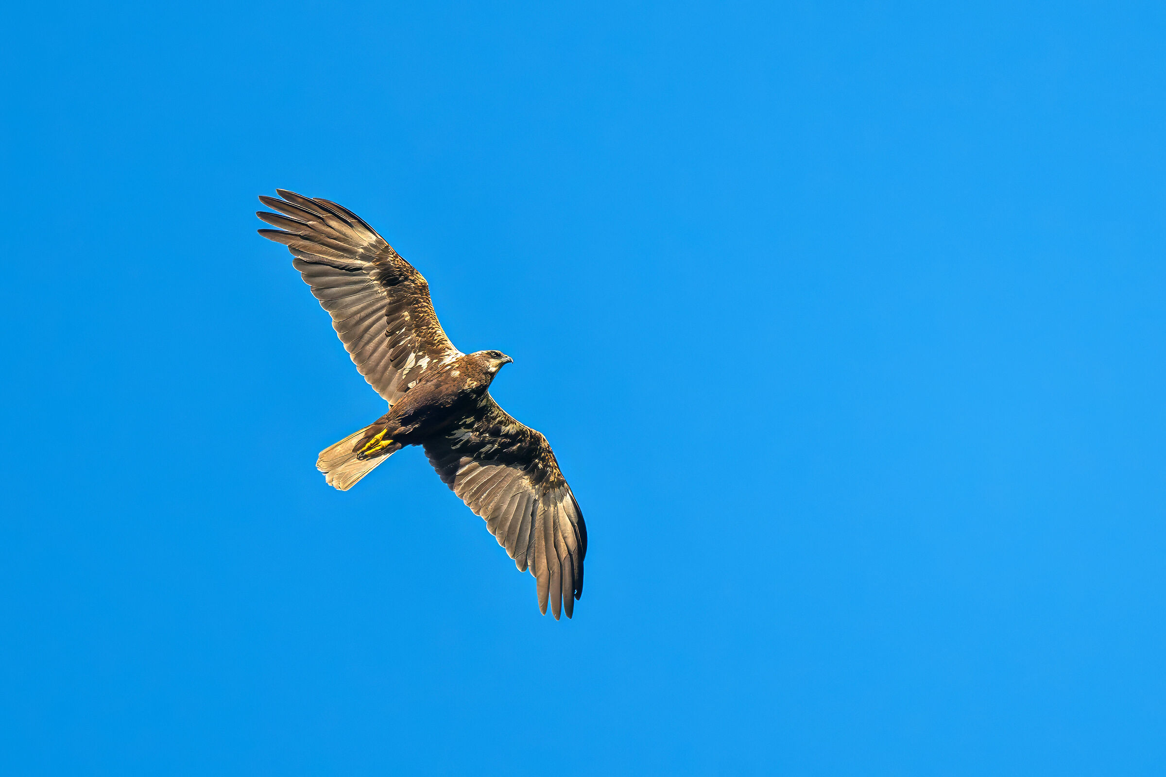 Marsh Harrier