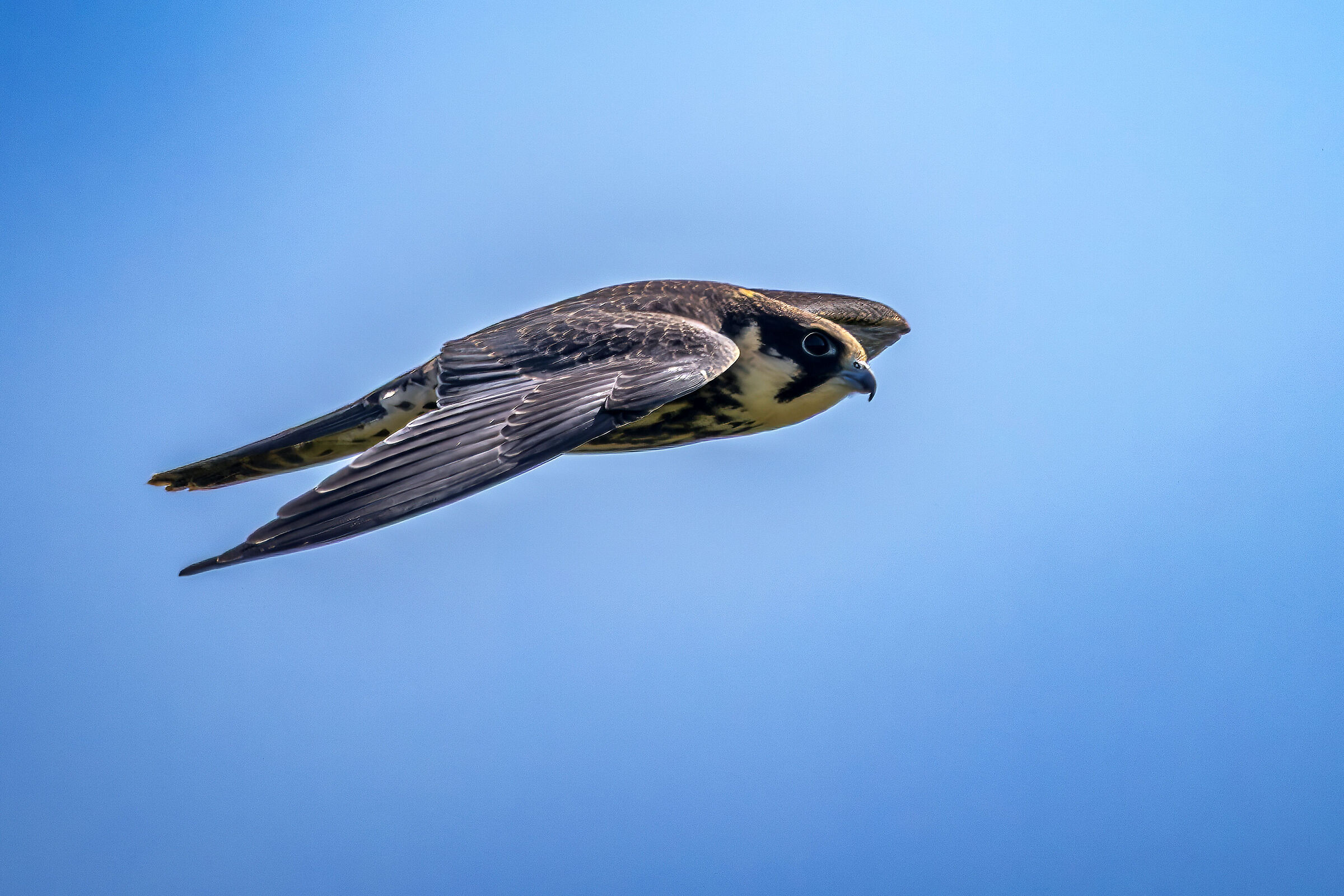 Falco lodolaio (juv.)