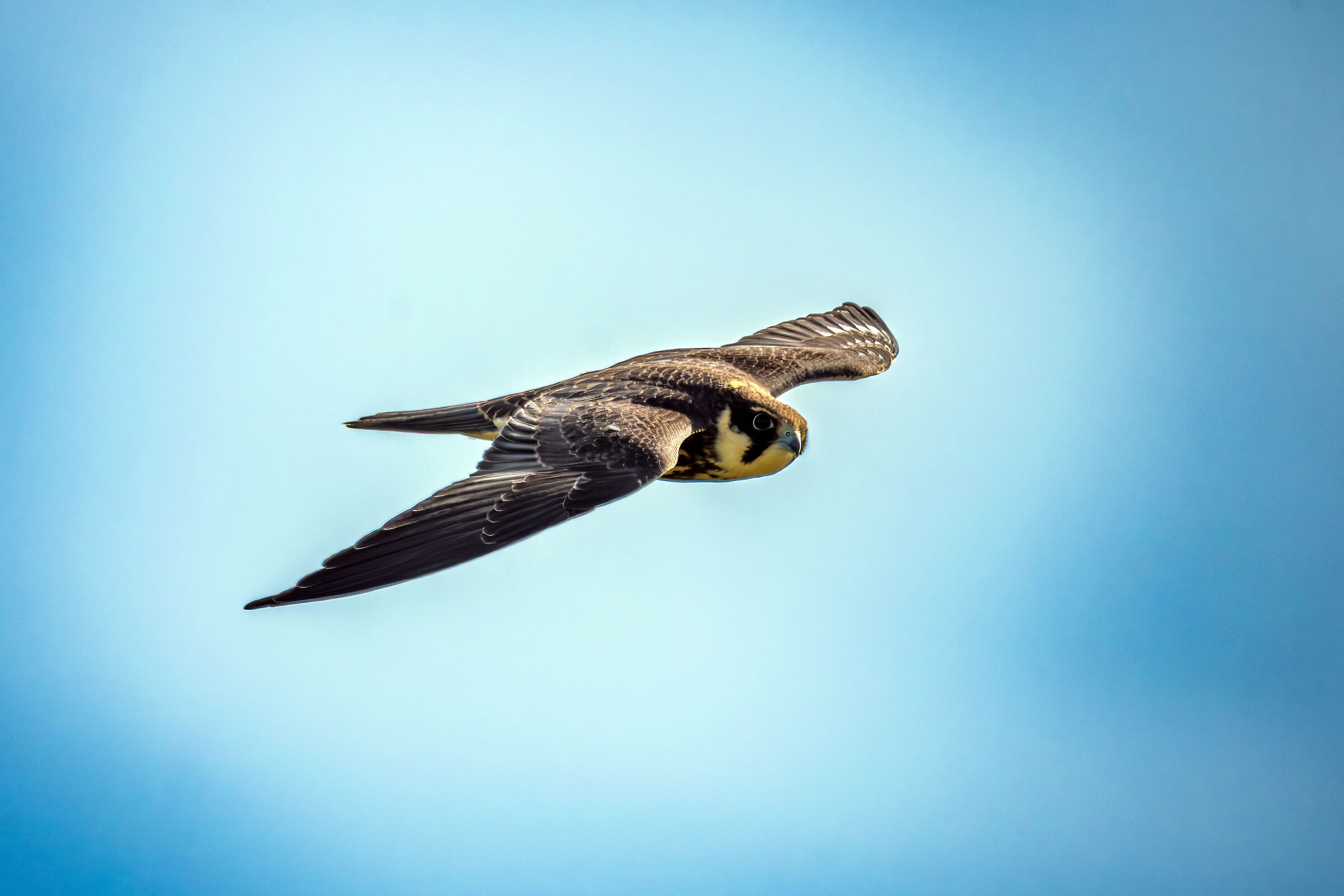 Falco lodolaio (juv.)