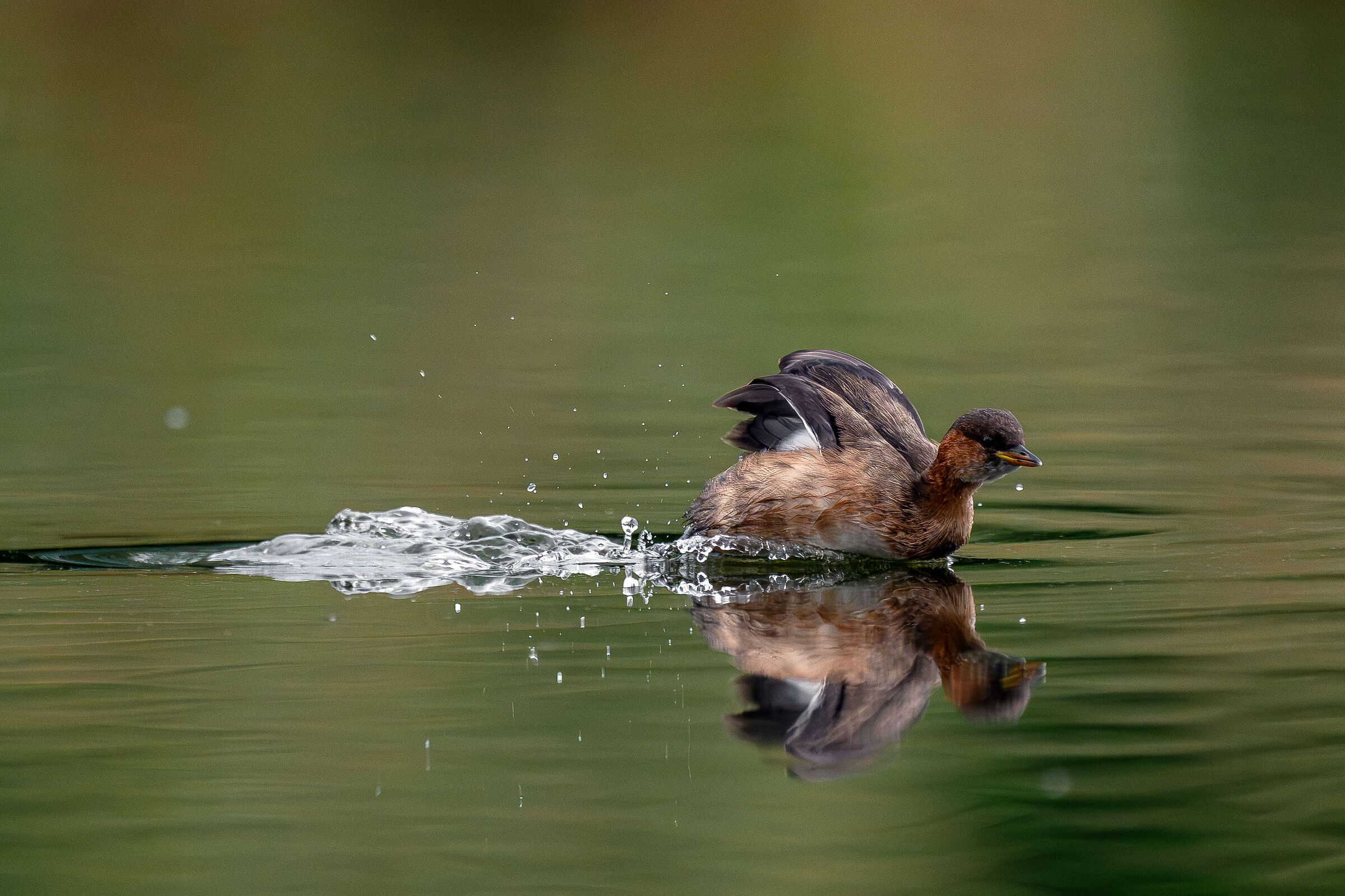 ... the little little dive starts......