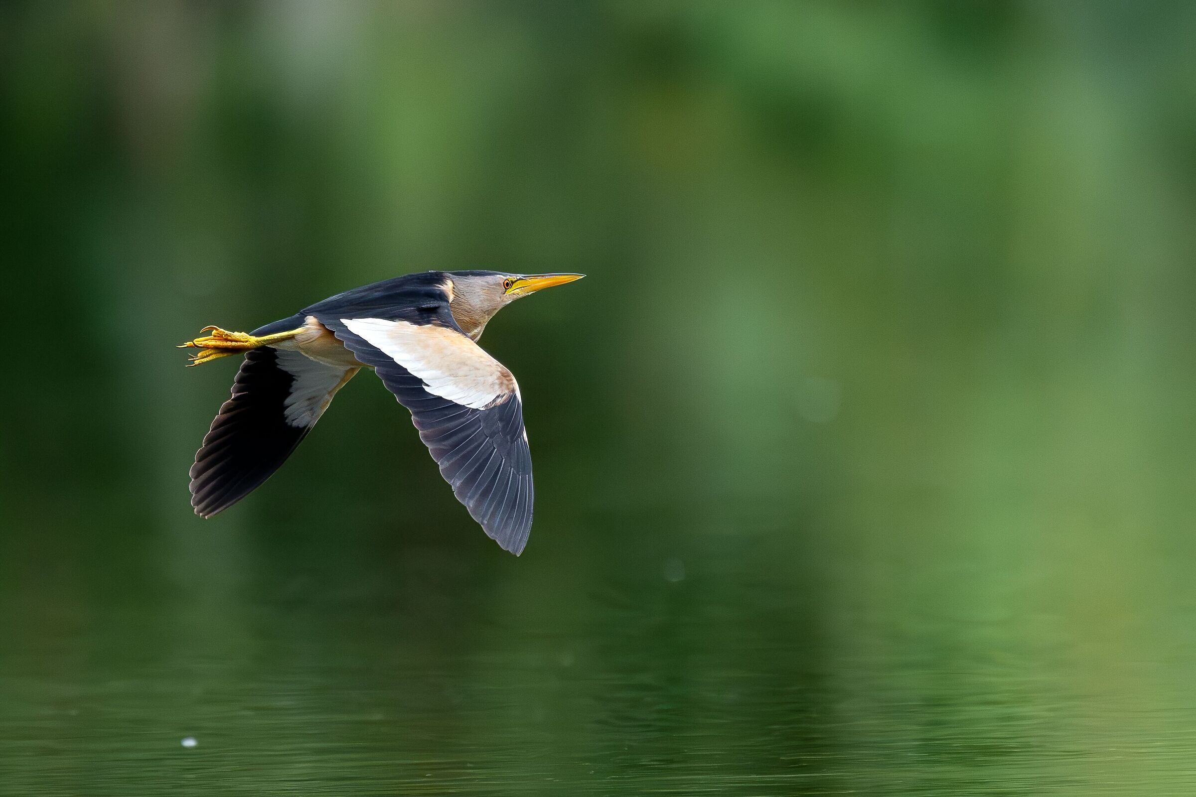 Little bittern flying in the green