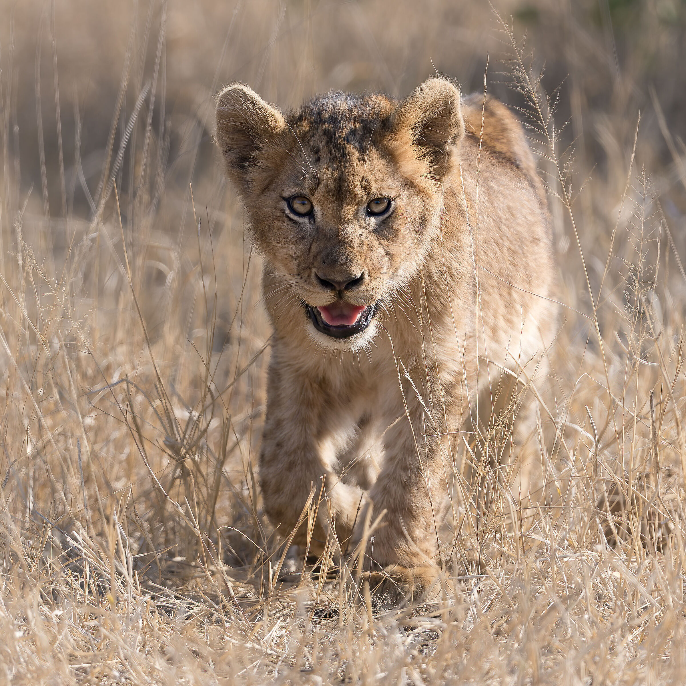 Panthera leo - Kruger National Park