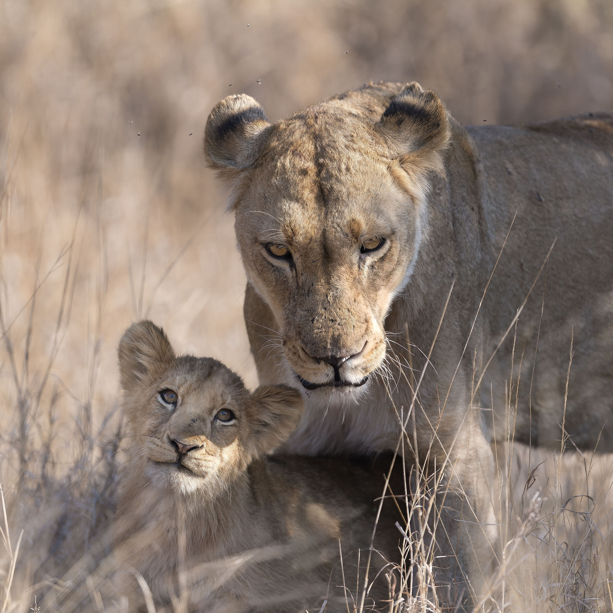 Panthera leo - Kruger National Park