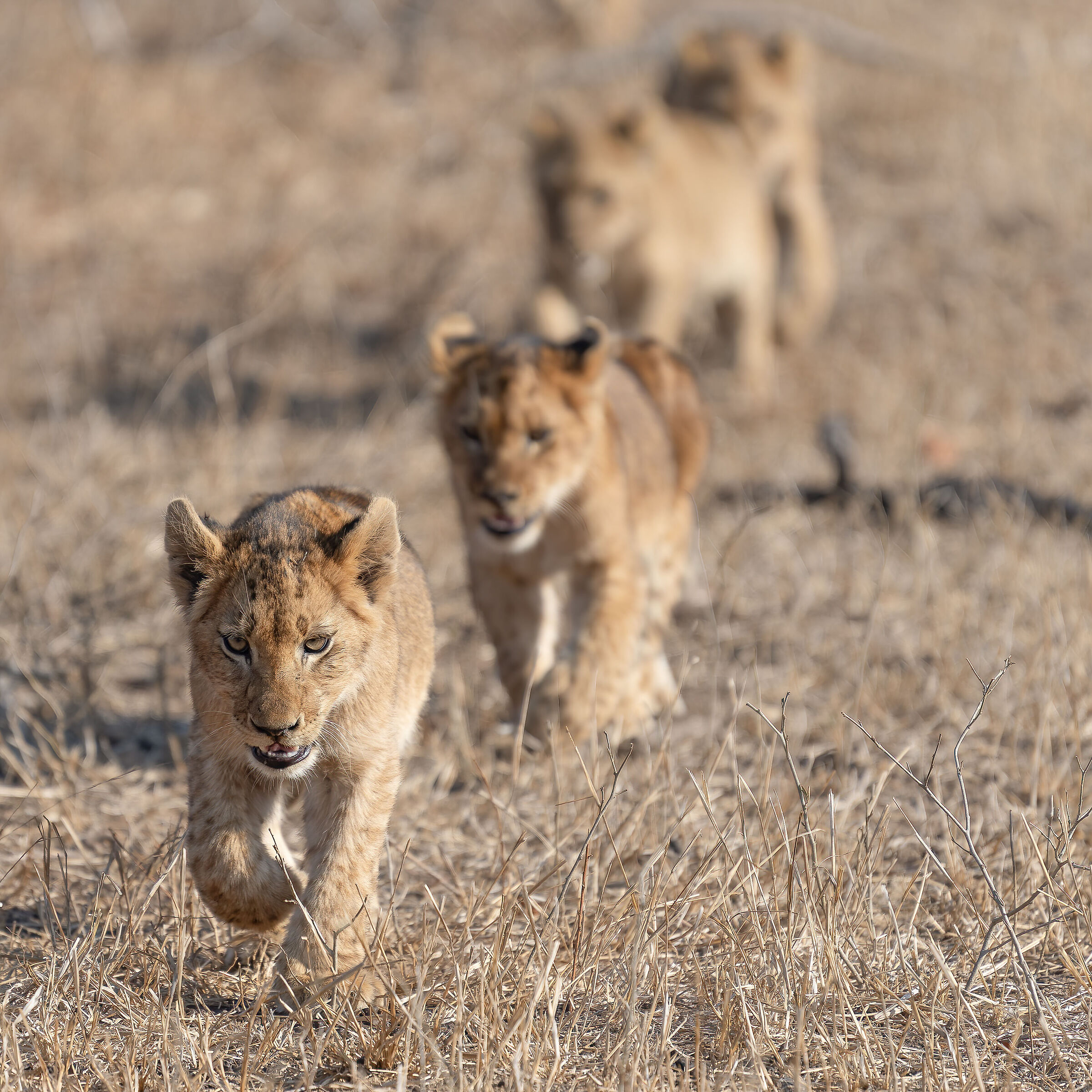 Panthera leo - Kruger National Park