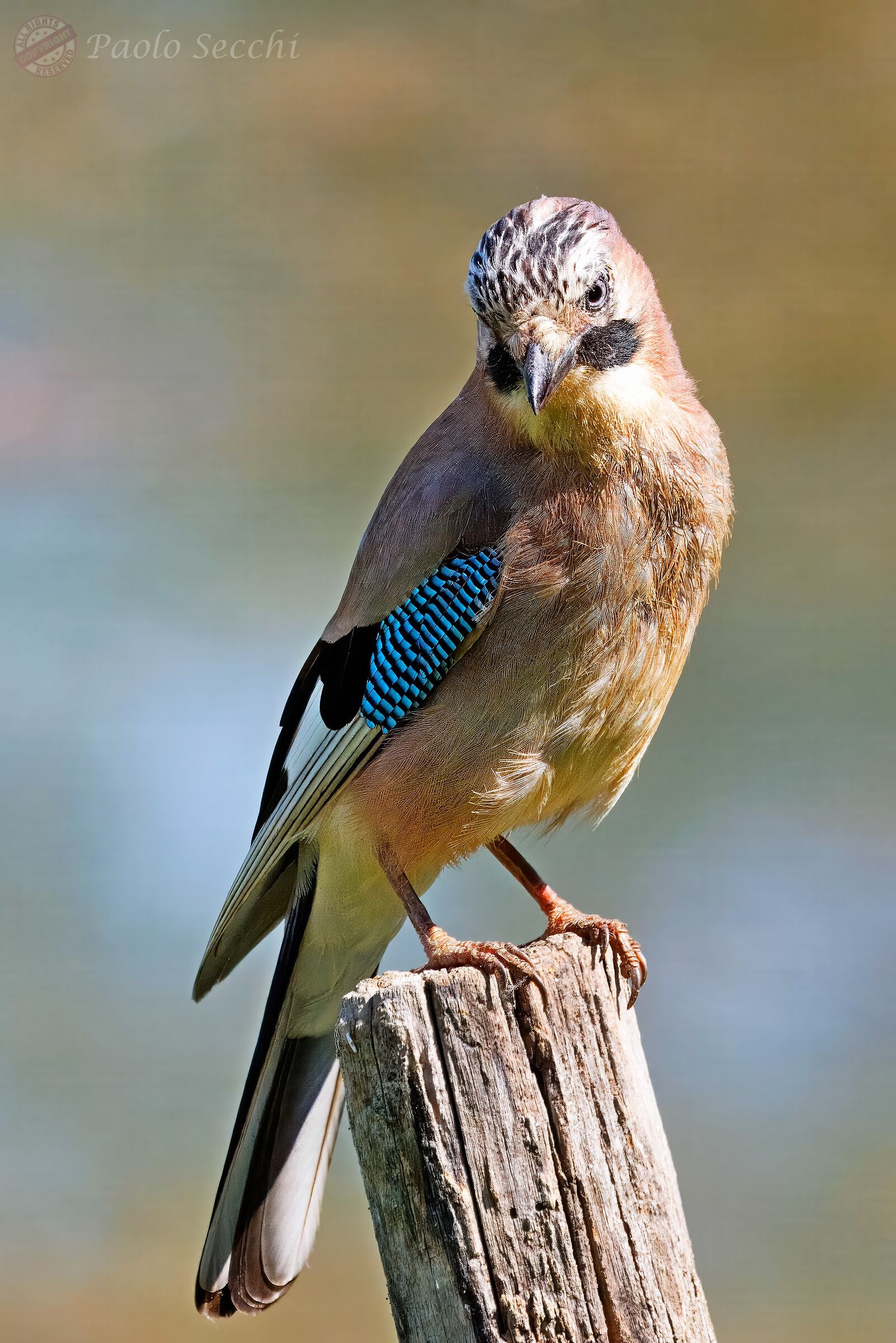 So, do you shoot or not?