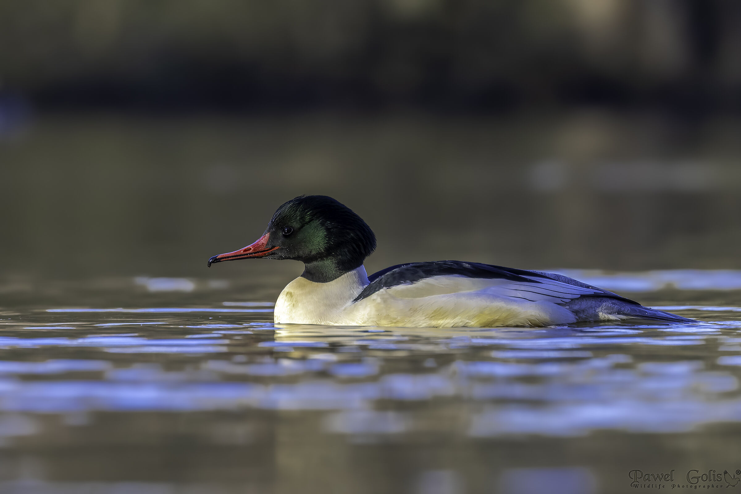 Mergus merganser (Smergo comune)
