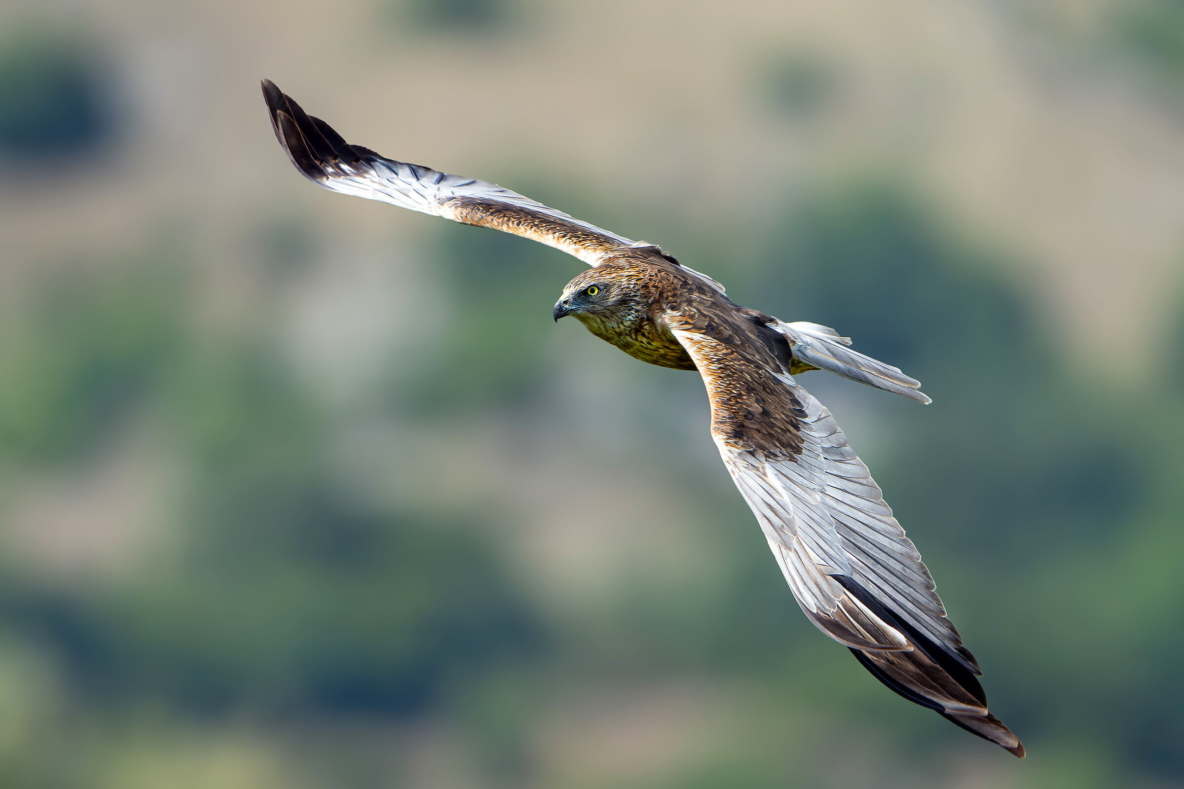 Falco di palude
