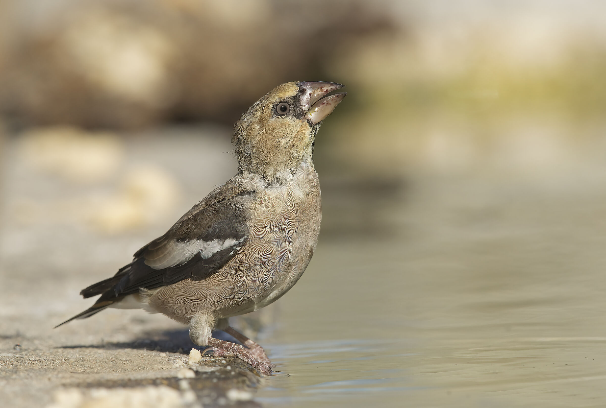 frosone (Coccothraustes coccothraustes)