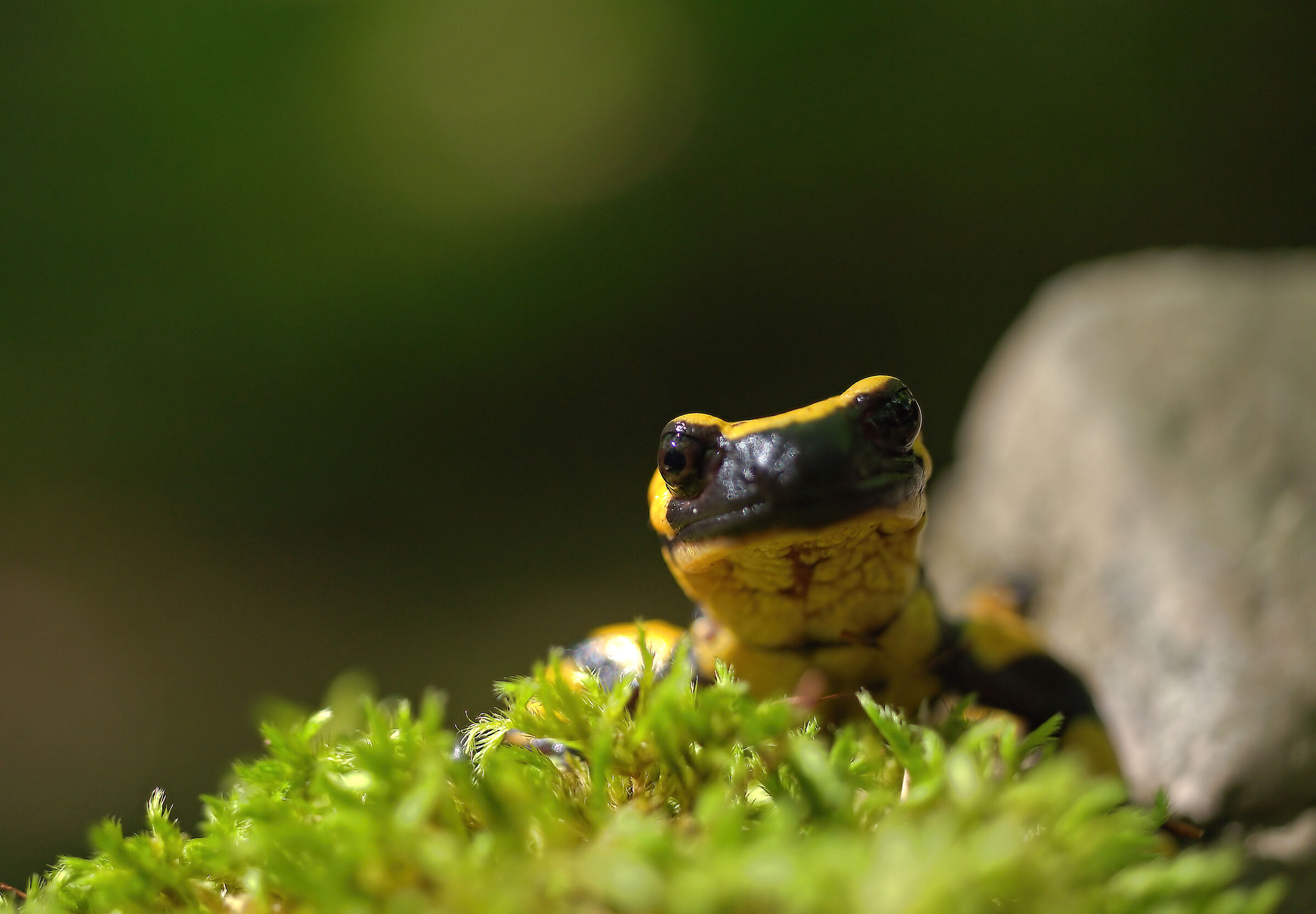 Piebald salamander