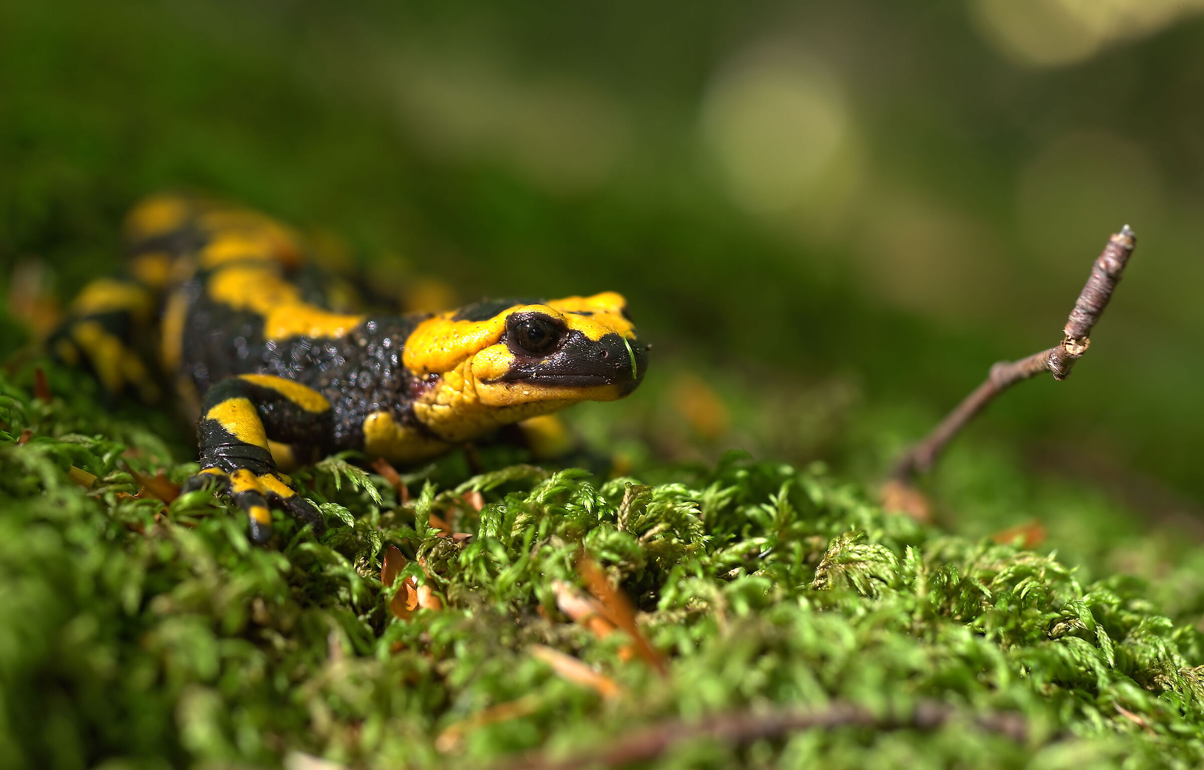 Piebald salamander
