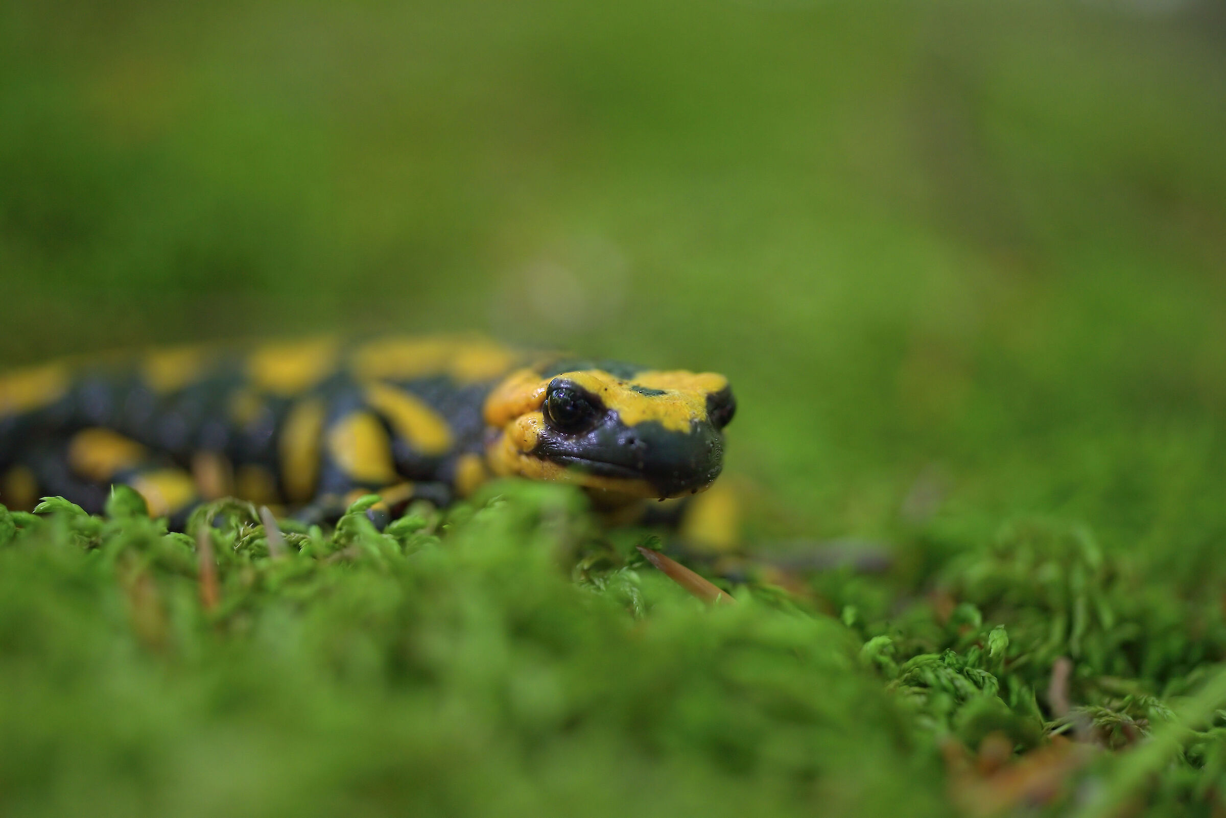 Piebald salamander