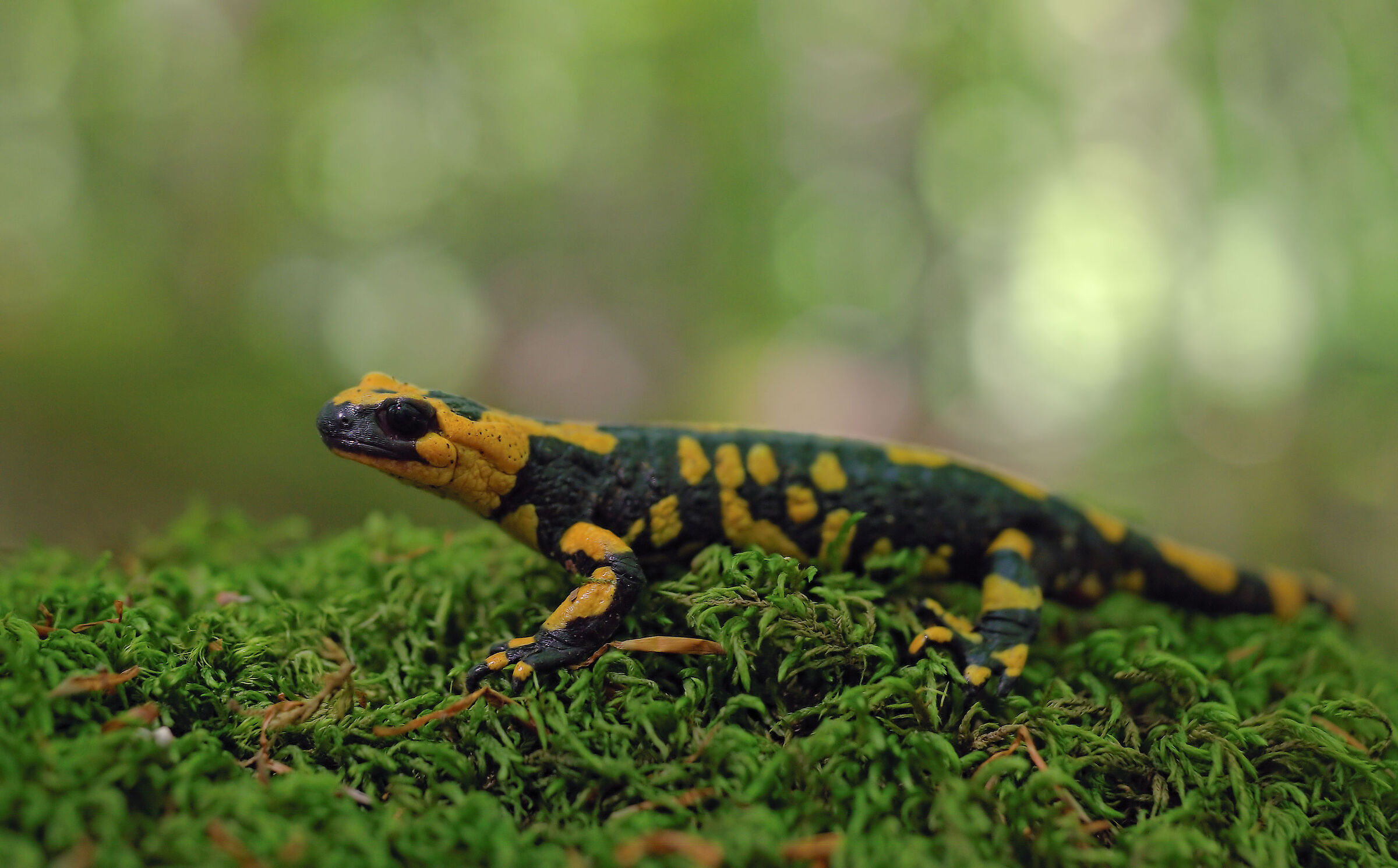 Piebald salamander