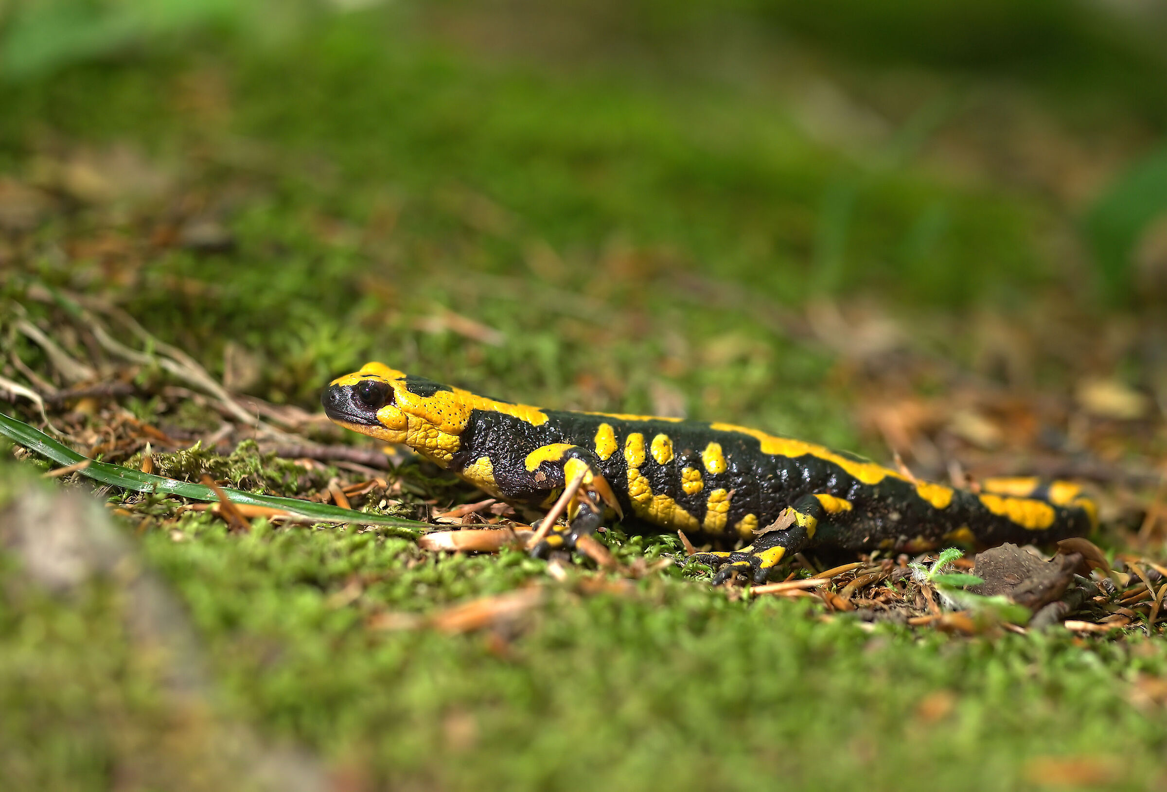 Piebald salamander