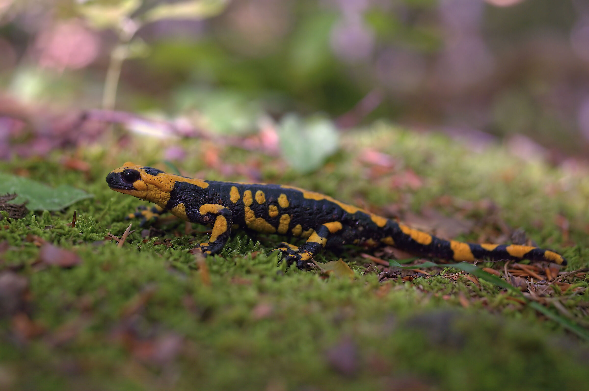 Piebald salamander