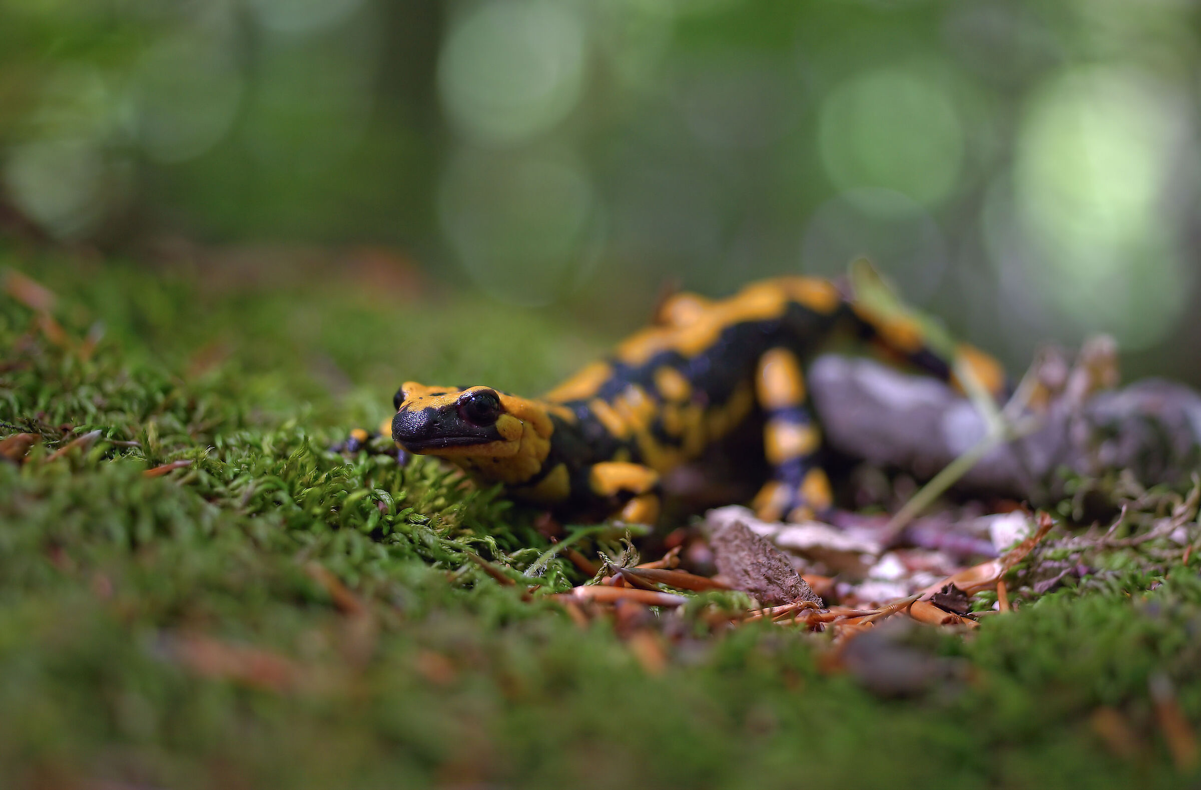Piebald salamander