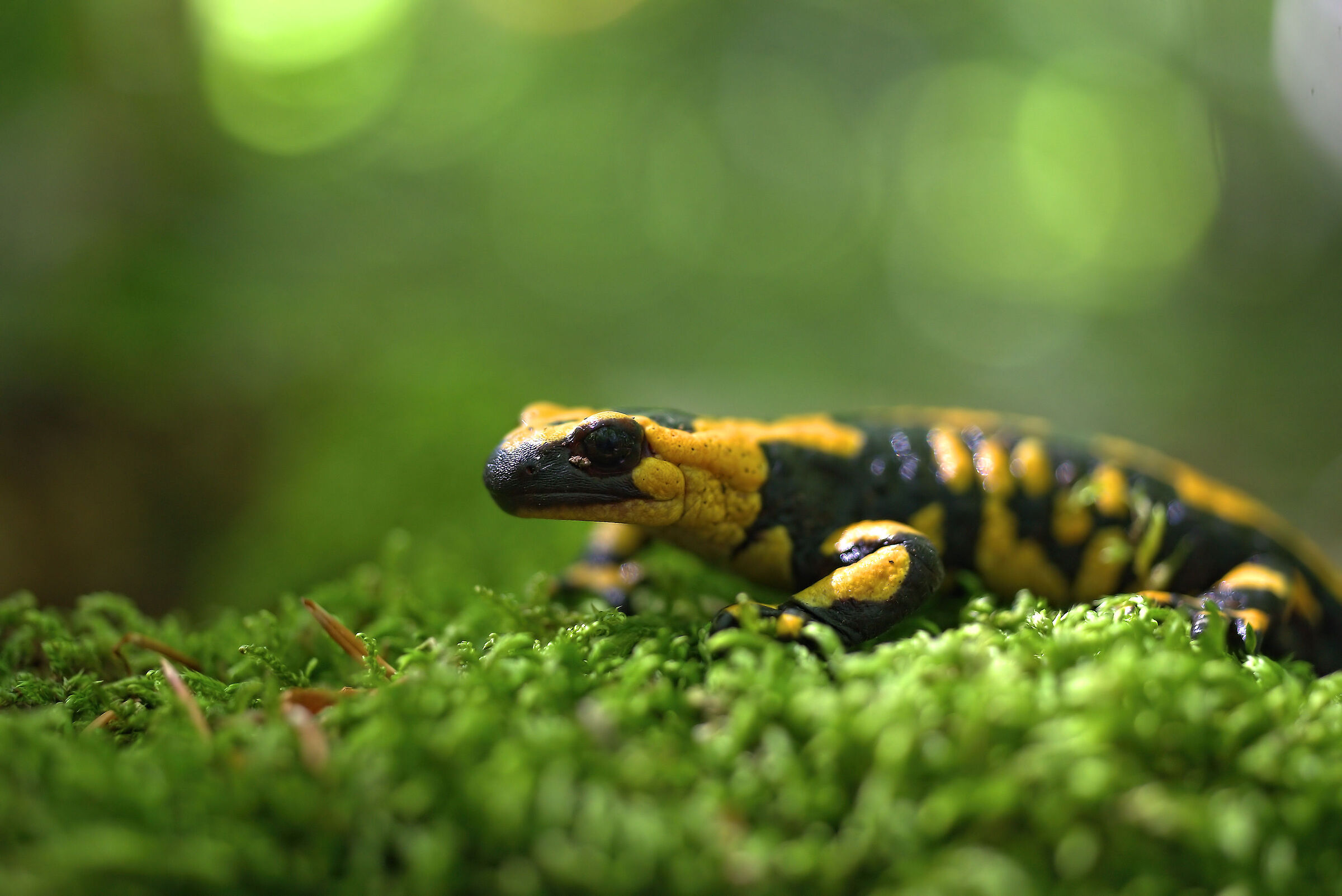 Piebald salamander