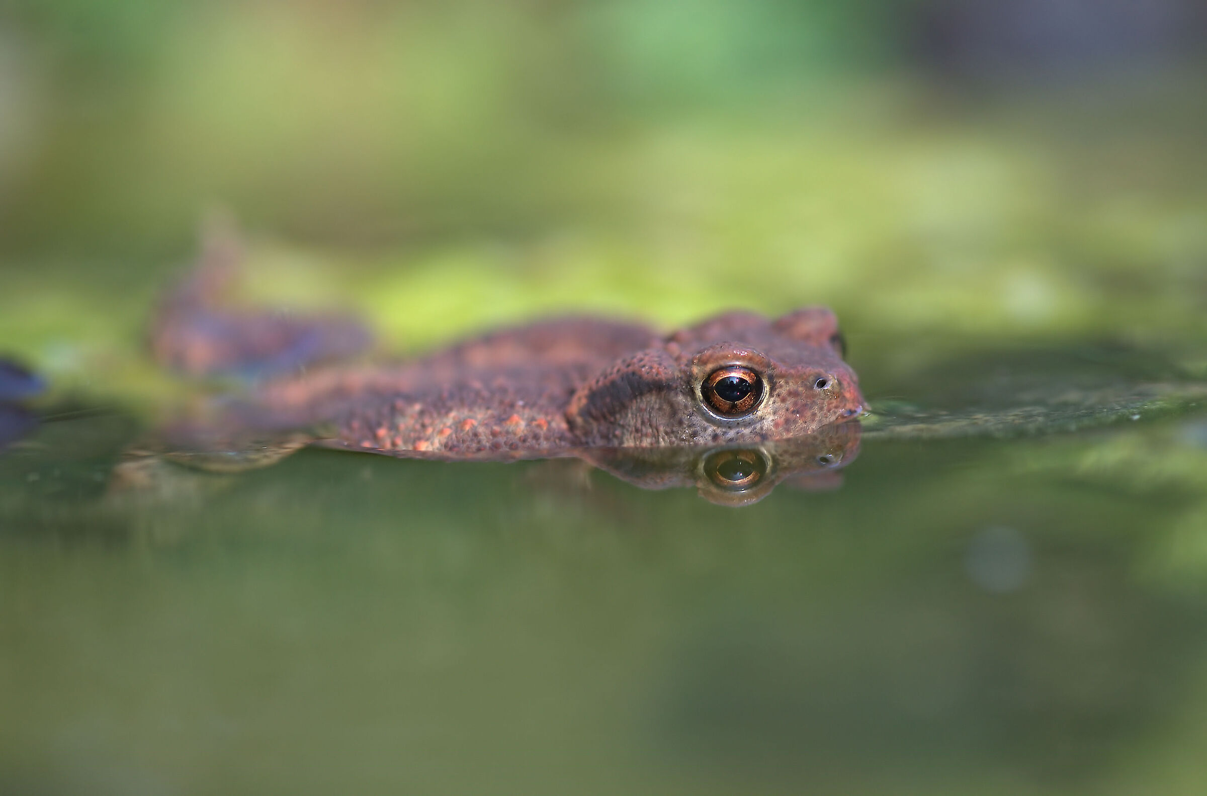 Rospo comune metamorfosi 2025