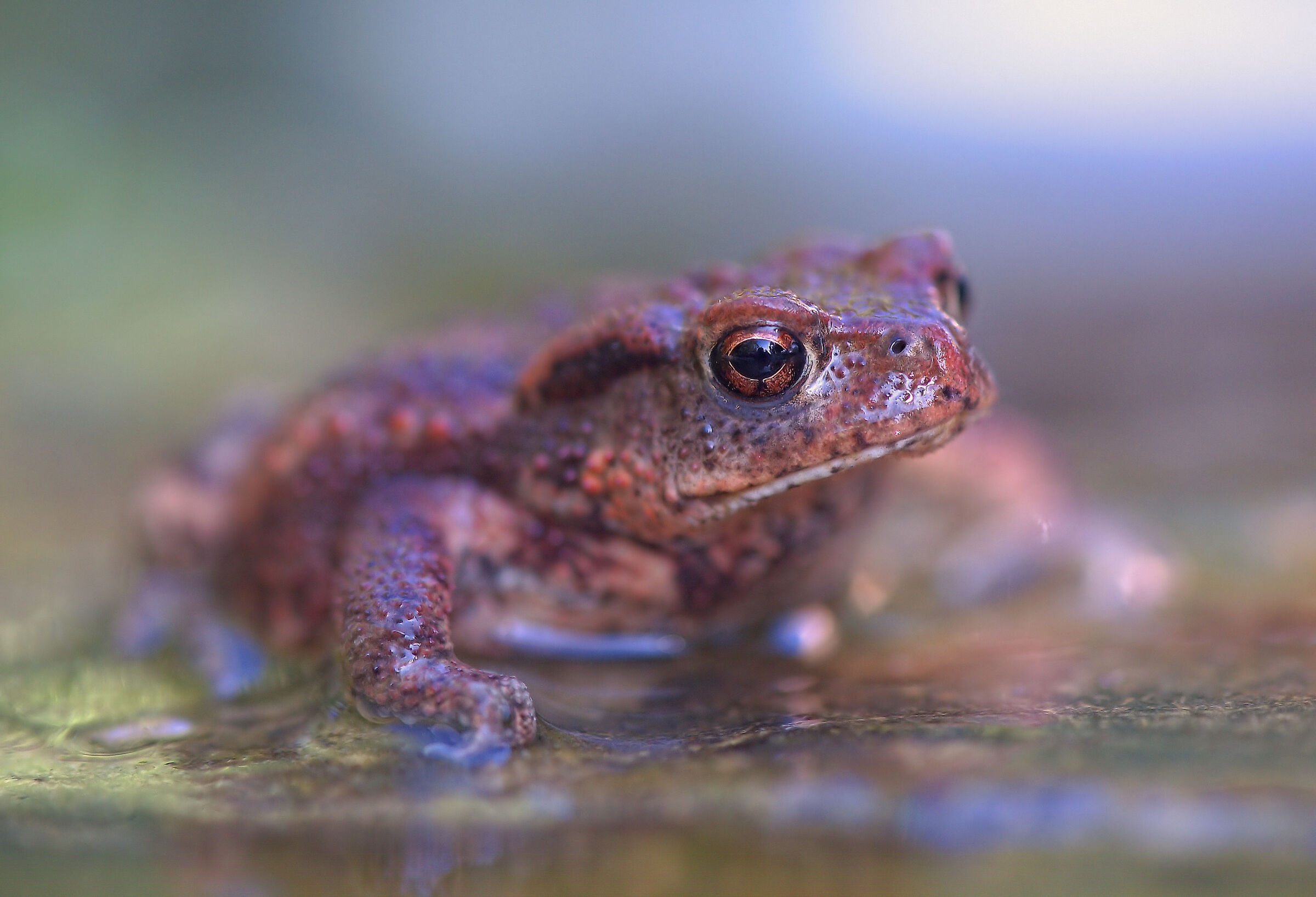 Rospo comune metamorfosi 2025