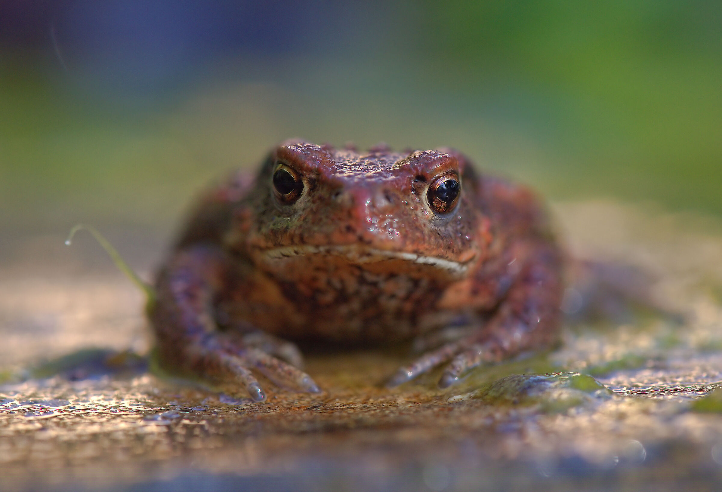 Common Toad Metamorphosis 2025
