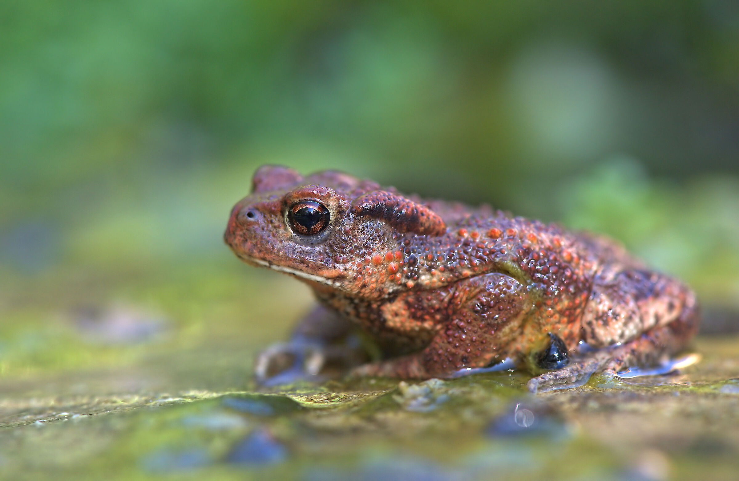 Rospo comune metamorfosi 2025