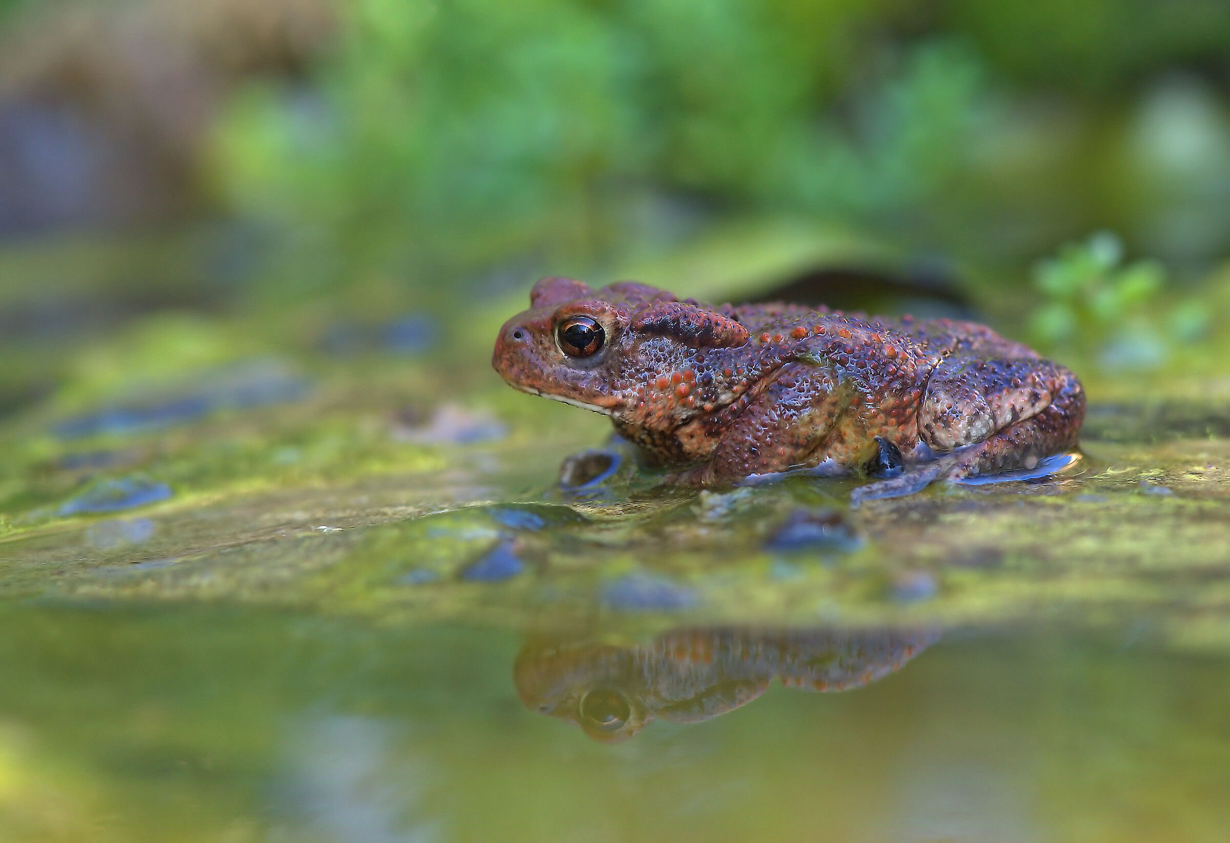 Rospo comune metamorfosi 2025