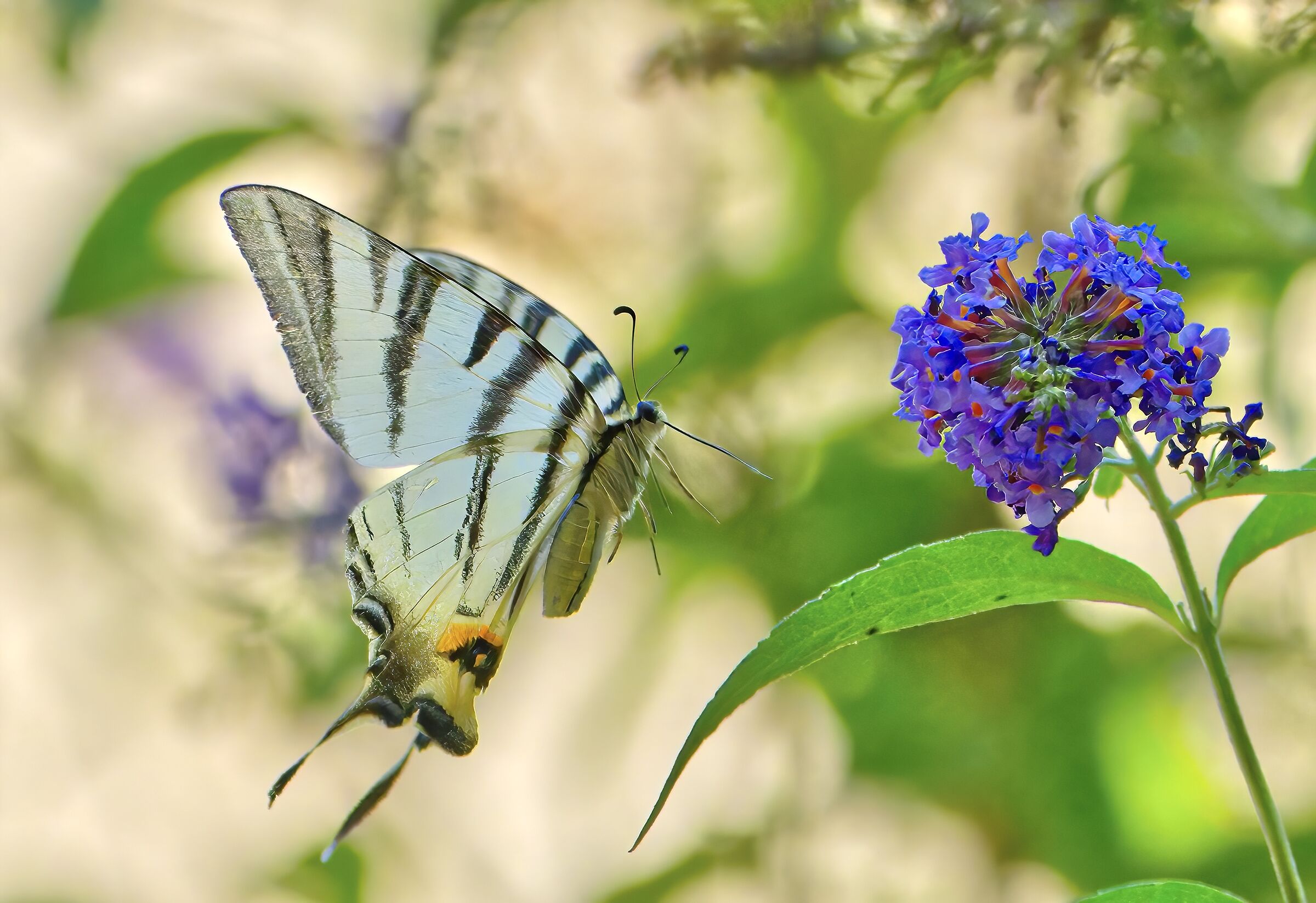 The dance of the podalirium