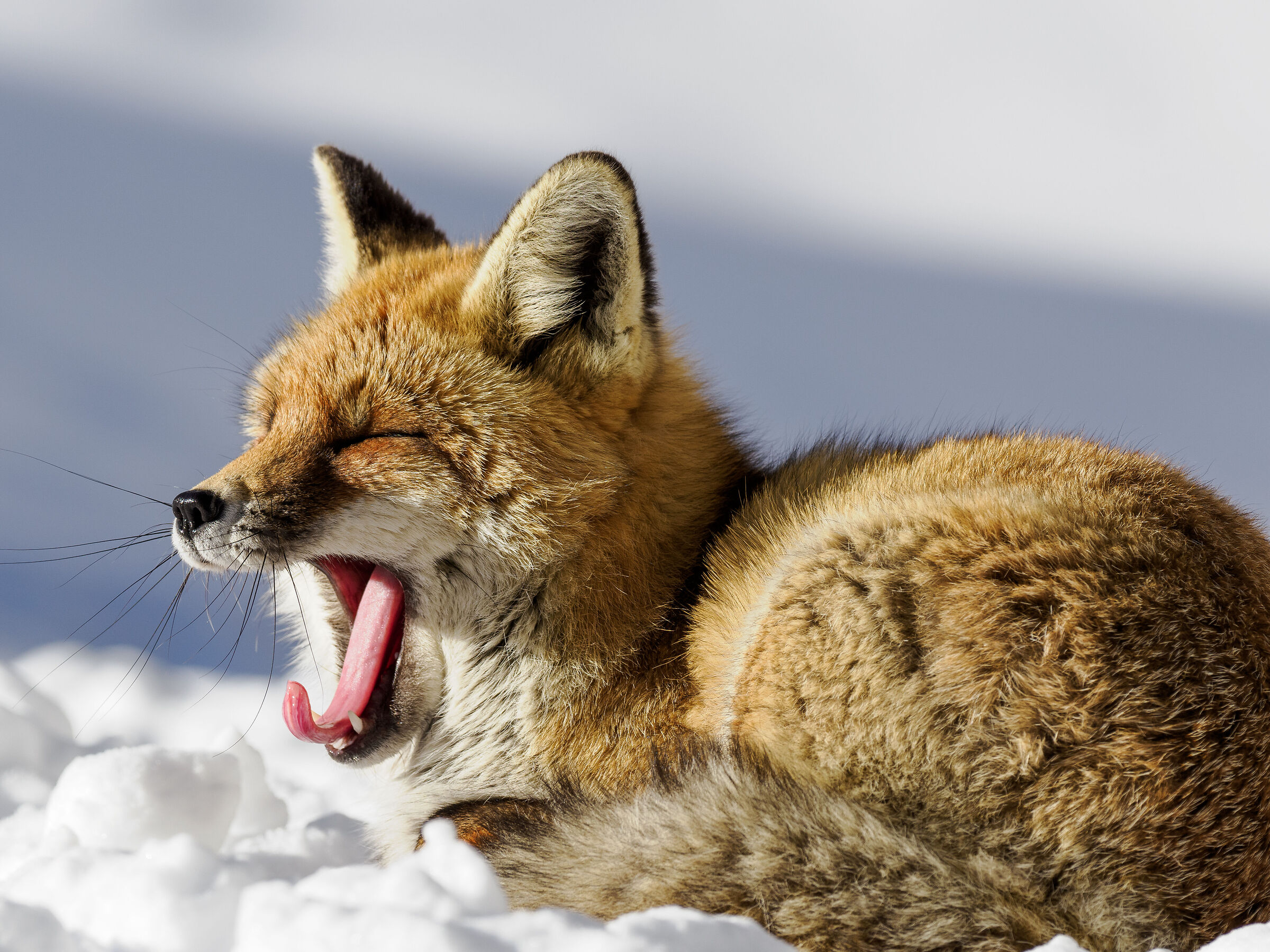YAWN