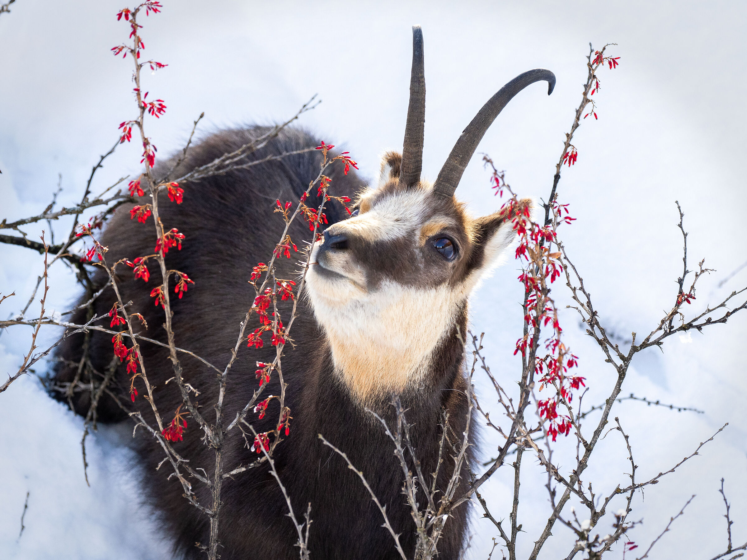 CHAMOIS