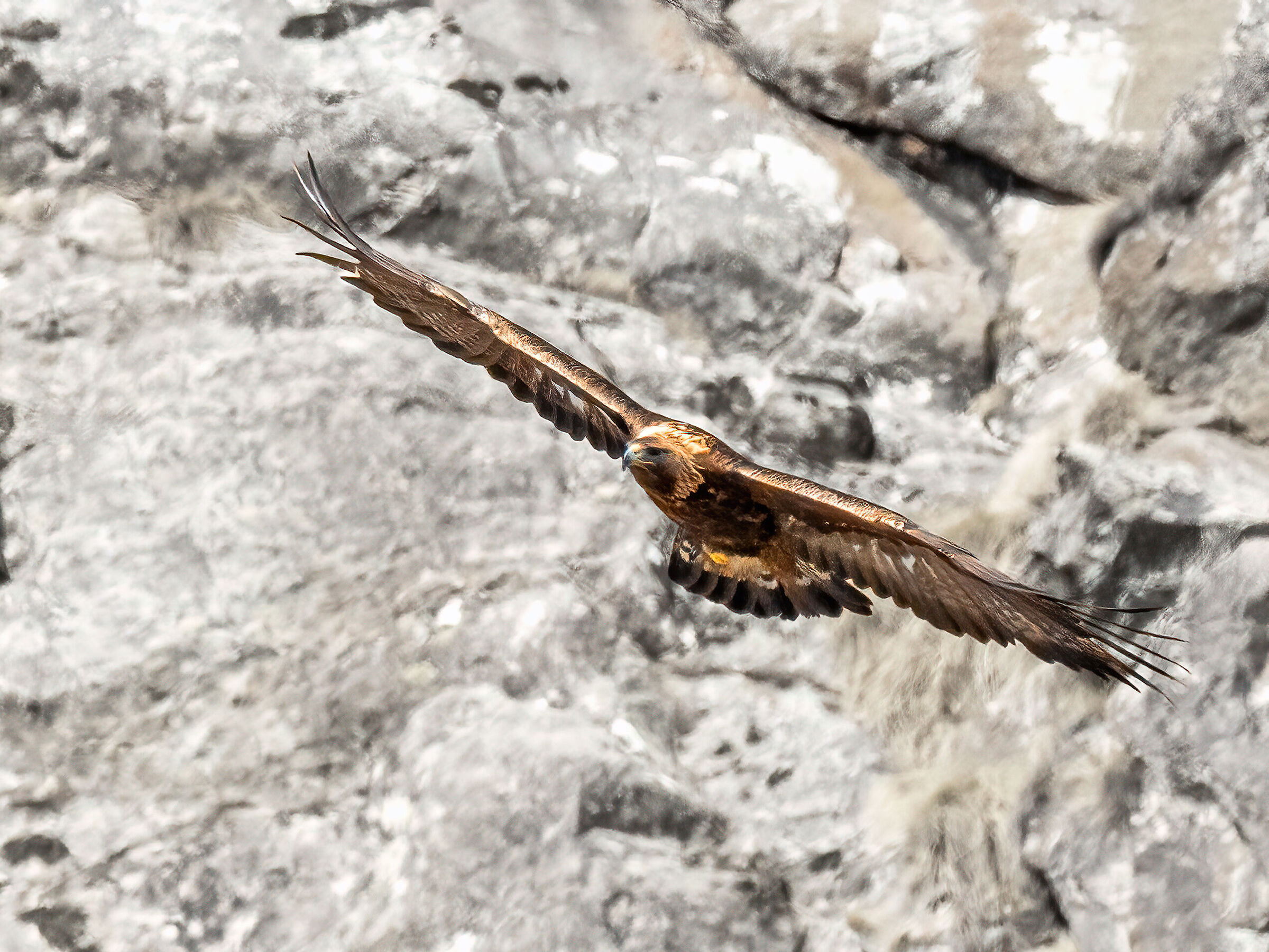 aquila