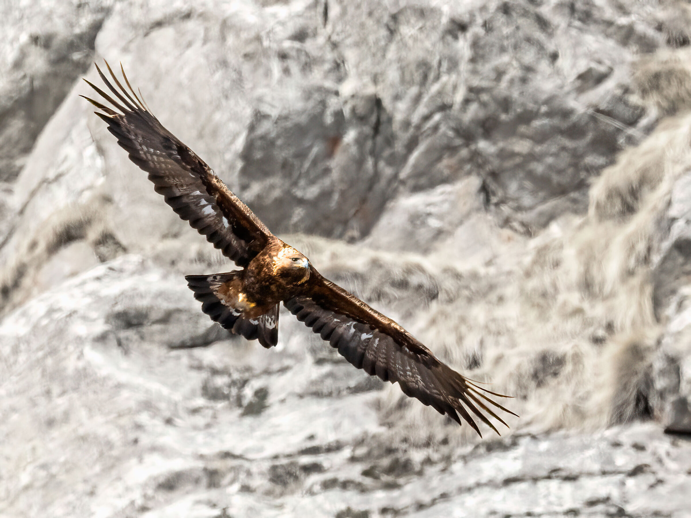 EAGLE 2