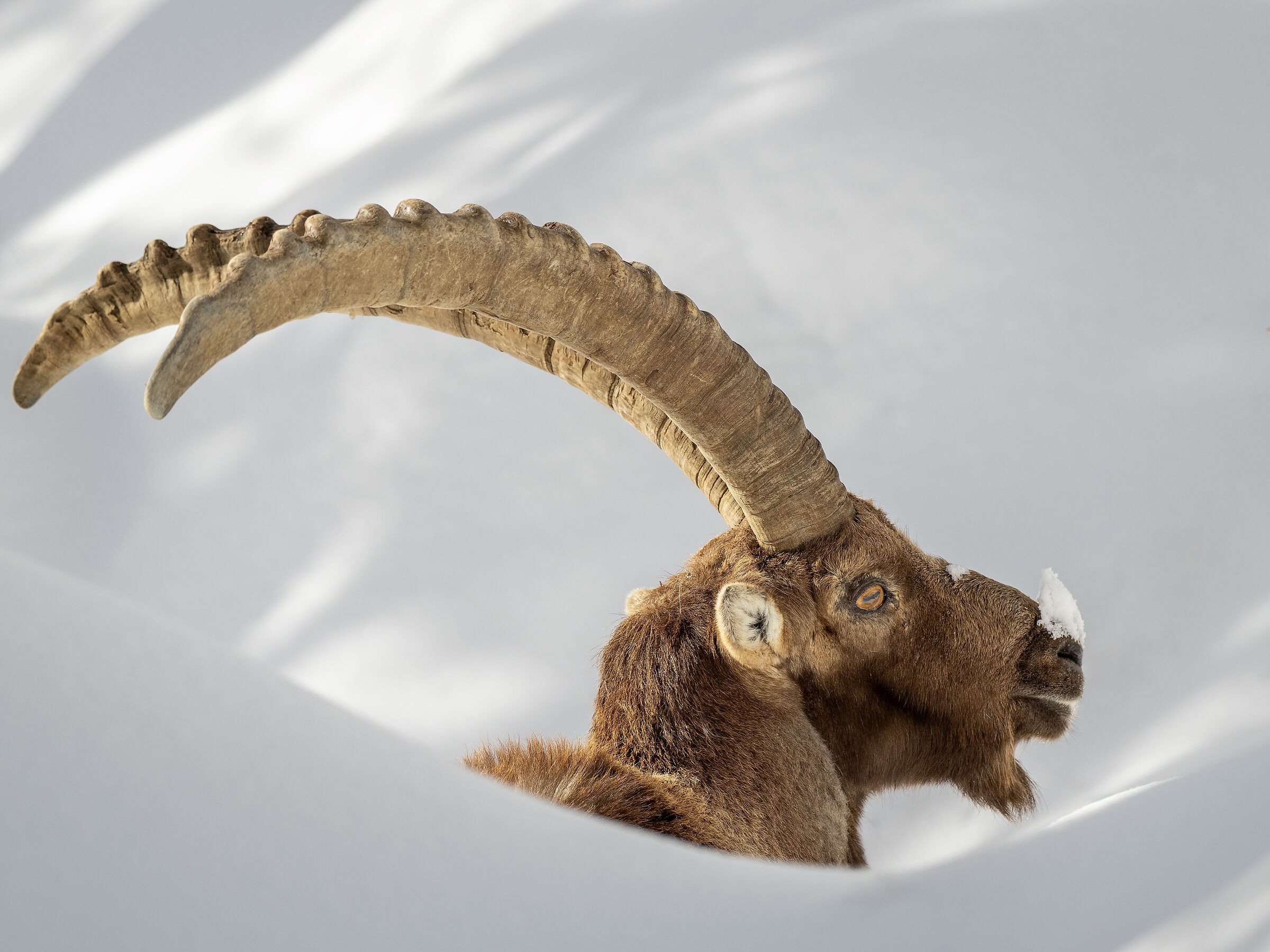 IBEX